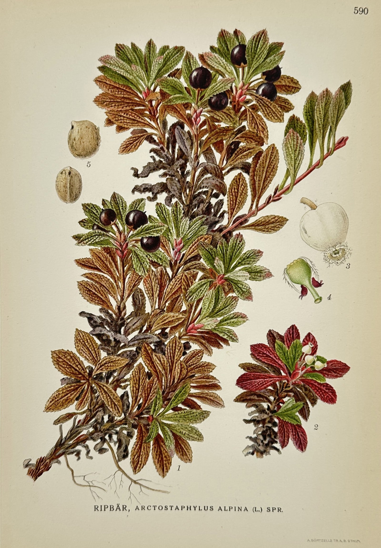 Carl Lindman (1856-1928) – Alpine Bearberry – Lithograph (1926): "Ripbar, Arctostaphylus Alpina (l.) Spr." This botanical illustration depicts the Alpine Bearberry and was part of the series Bilder ur Nordens Flora published by Wahlstrom and Widstrand in Stockholm.