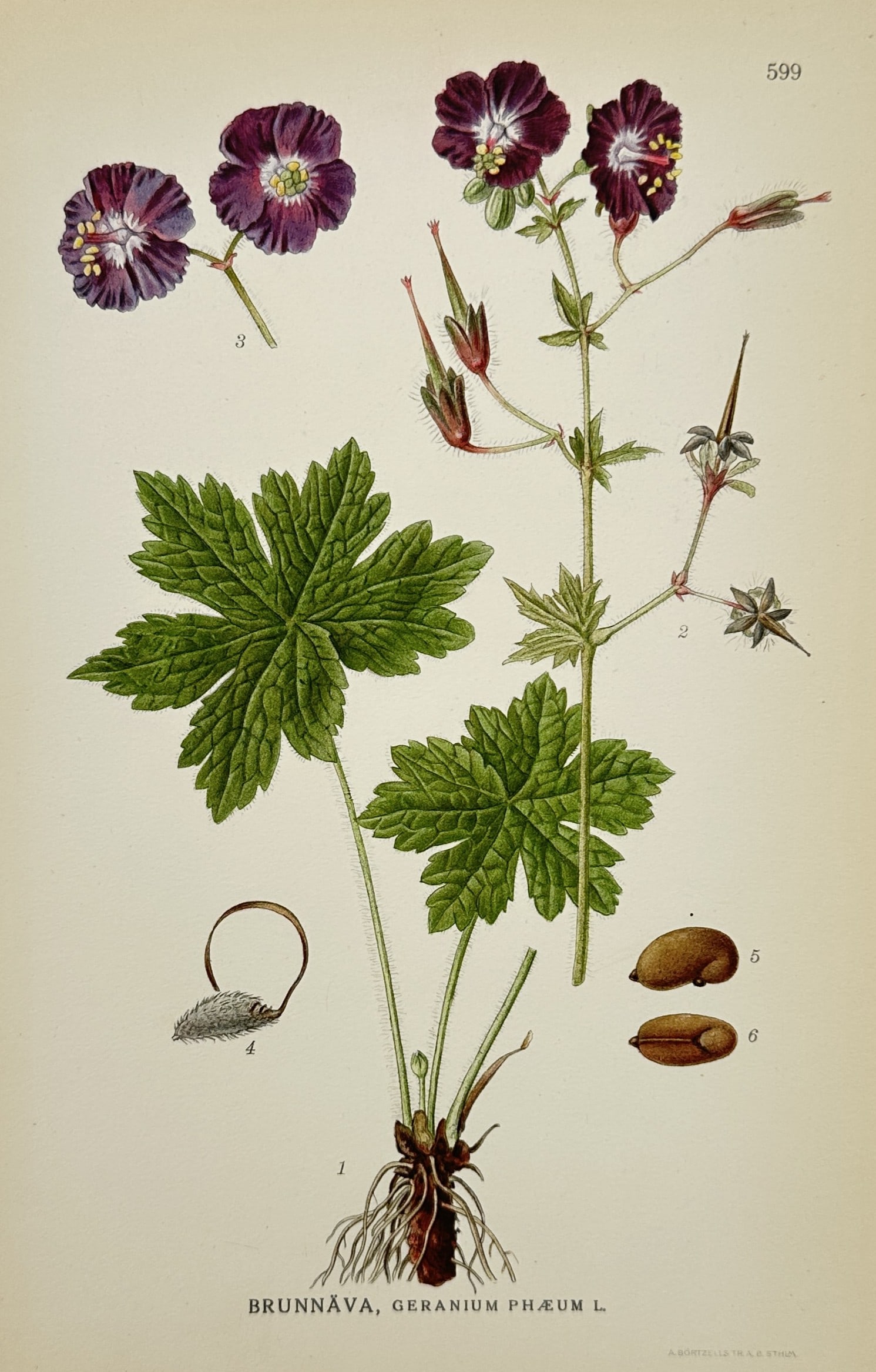 Carl Lindman (1856-1928) – Dusky Crane's-bill – Lithograph (1926): "Brunnava, Geranium Phaeum L." This botanical lithograph illustrates the Dusky Crane's-bill and was published in Stockholm by Wahlstrom and Widstrand as part of the work Bilder ur Nordens Flora. Carl