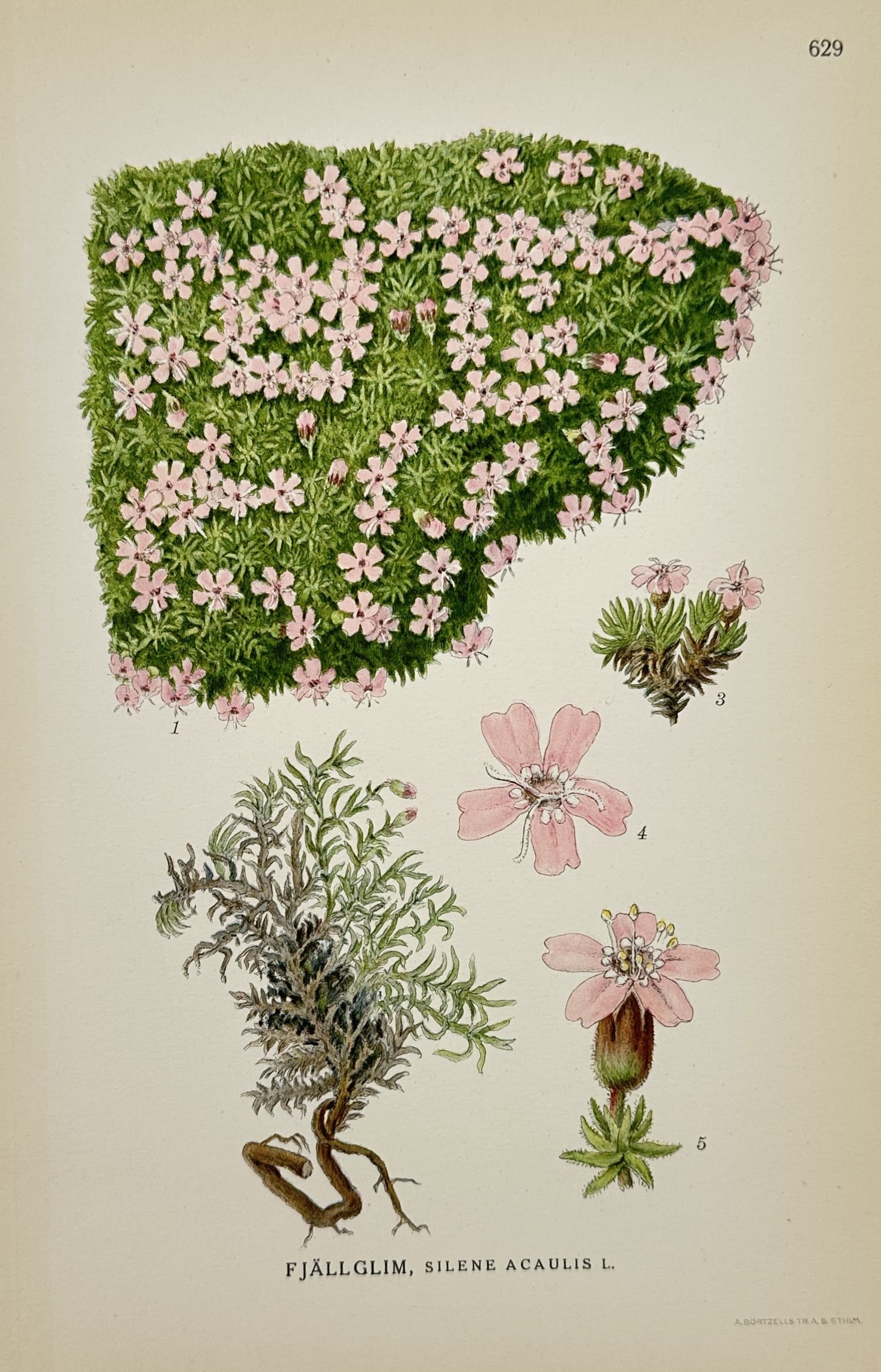 Carl Lindman (1856-1928) – Moss Campion – Lithograph (1926): "Fjallglim, Silene Acaulis L." This botanical lithograph depicts the Moss Campion and was published in Stockholm by Wahlstrom and Widstrand as part of the series Bilder ur Nordens Flora. Carl Axel Mag