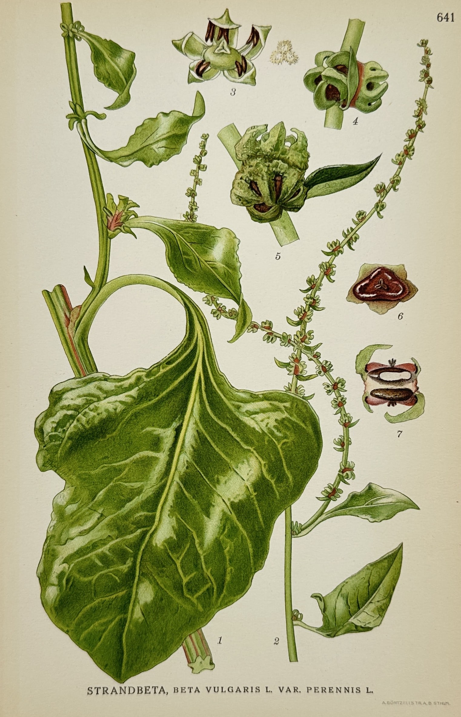 Carl Lindman (1856-1928) – Sea Beet – Lithograph (1926): "Strandbeta, Beta Vulgaris L. Var. Perennis L." This botanical lithograph illustrates the Sea Beet and was published in Stockholm by Wahlstrom and Widstrand as part of the work Bilder ur Nordens Flora