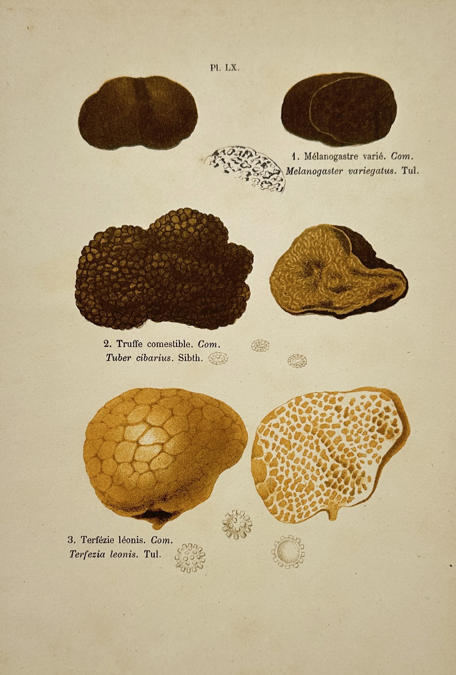 Aimée-Eugénie Delville-Cordier – Black Truffle and Desert Truffle – Hand-coloured lithograph: "Mélanogastre varié; Truffe comestible; Terfézie léonis." This botanical lithograph illustrates the Black Truffle, a Slime Truffle, and a Desert Truffle and was published in Paris by J. Rothschild