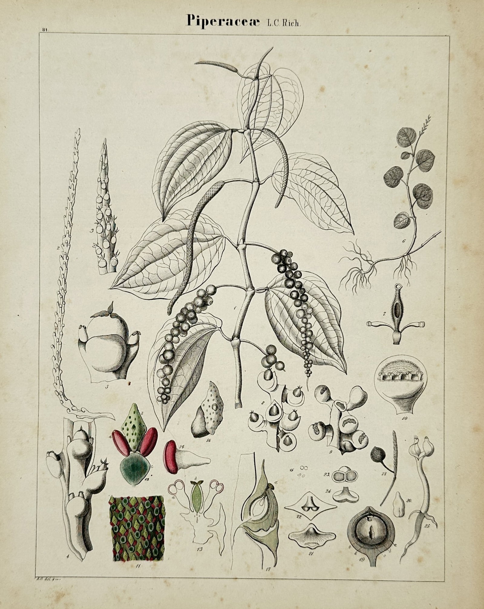 Adalbert Schnizlein (1814–1868) – Piperaceae (Pepper Family) – Hand-coloured lithograph: "Piperaceae." This mid-nineteenth-century botanical lithograph illustrates the various structures of the pepper family, including Piper nigrum (black pepper), detailing its leaves, drupes, and reprodu