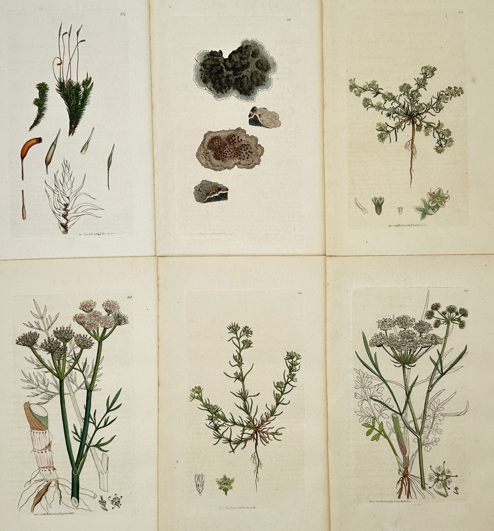 James Sowerby – Set of 6: Mosses, Lichens, and Umbellifers – Hand-coloured copper engravings: "English Botany." This set of six eighteenth-century engravings illustrates various specimens of British flora, including detailed studies of mosses with their capsules, crustose lichens, and several