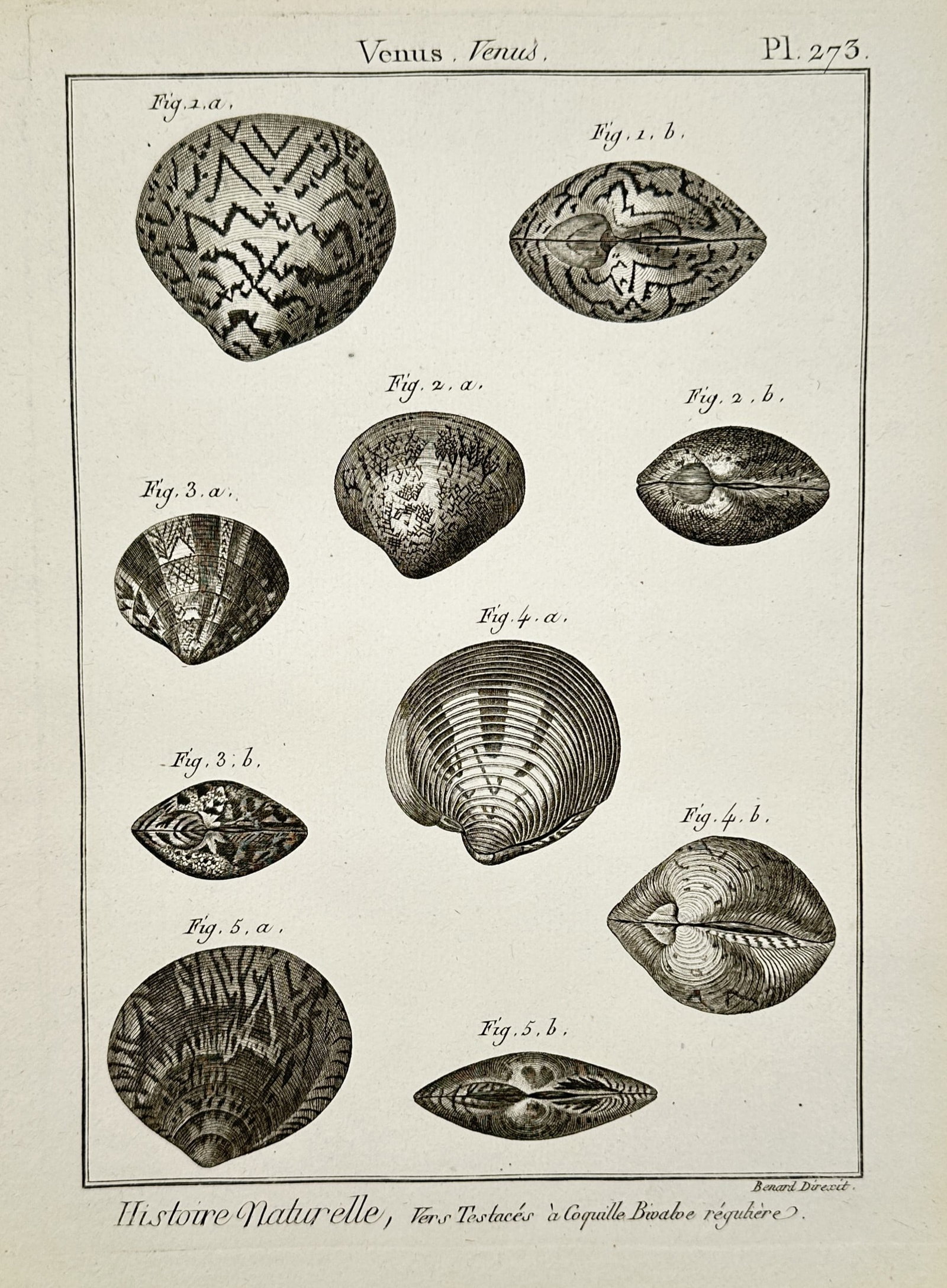 Robert Bénard (1734–1777) – Venus Shells – Engraving (1768): "Venus. Venus." This eighteenth-century engraving illustrates several species of bivalve mollusks from the Venus genus, showcasing their diverse patterns and hinge structures from both lateral and dor