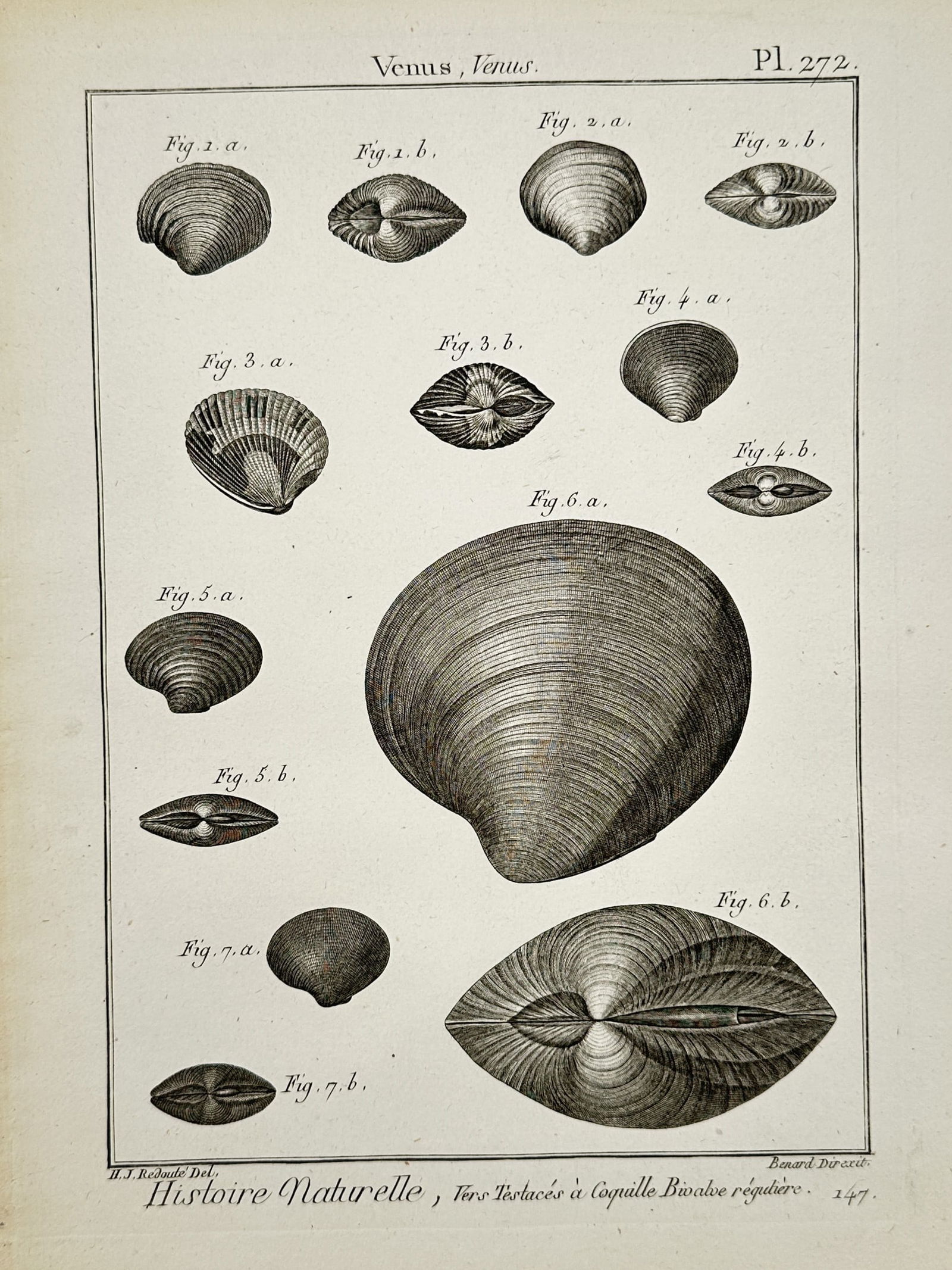 Robert Bénard (1734–1777) – Bivalve Shells – Engraving (1768): "Venus. Venus." This eighteenth-century engraving illustrates several species of regular bivalve mollusks from the Venus genus, featuring detailed views of their concentric growth lines and dorsal hin