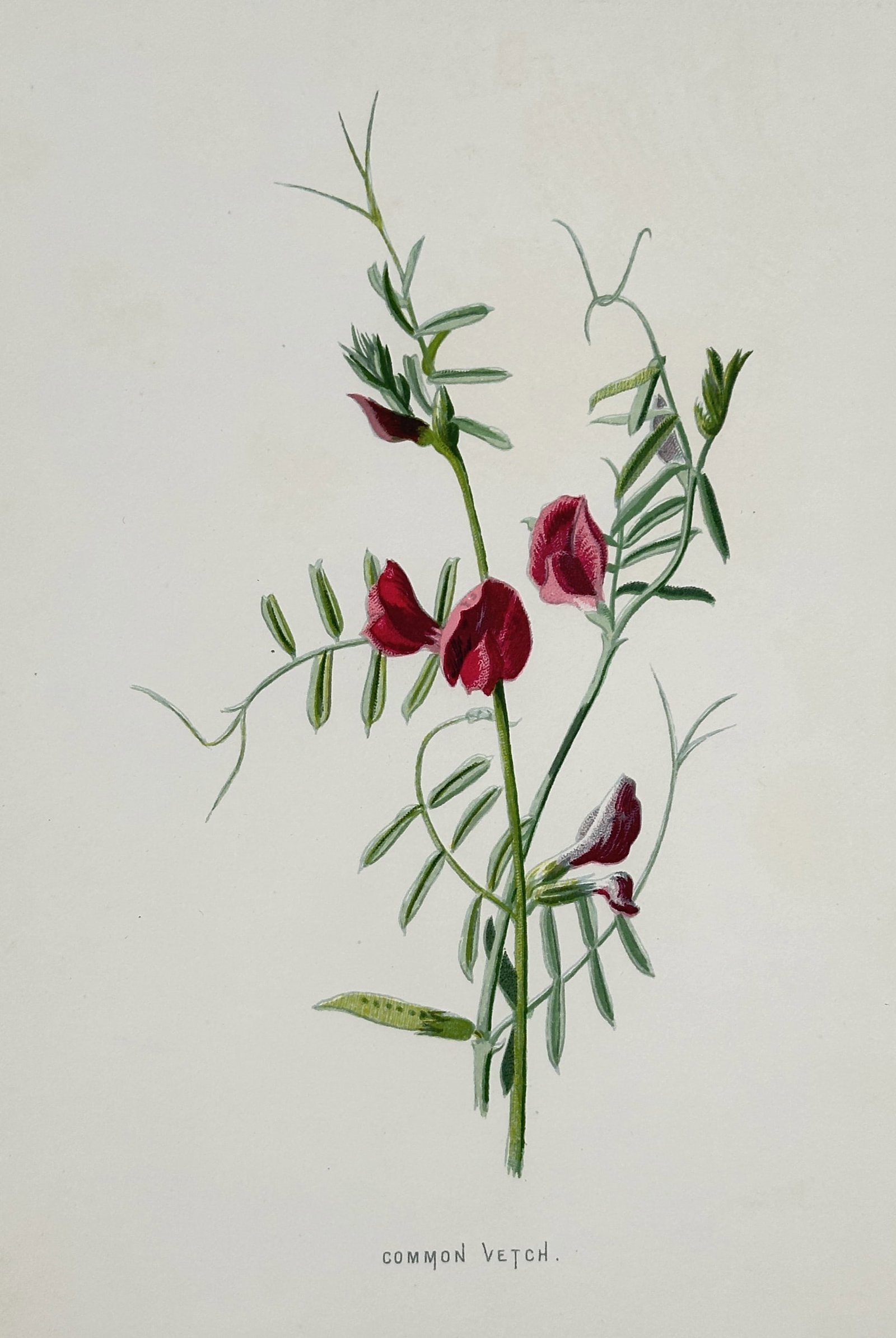 Frederick Edward Hulme (1841–1909) – Common Vetch – Chromolithograph (1875–1900): "Common Vetch." This nineteenth-century chromolithograph illustrates a specimen of Vicia sativa, featuring its characteristic crimson pea-like flowers, pinnate leaves, and climbing tendrils. It was pu