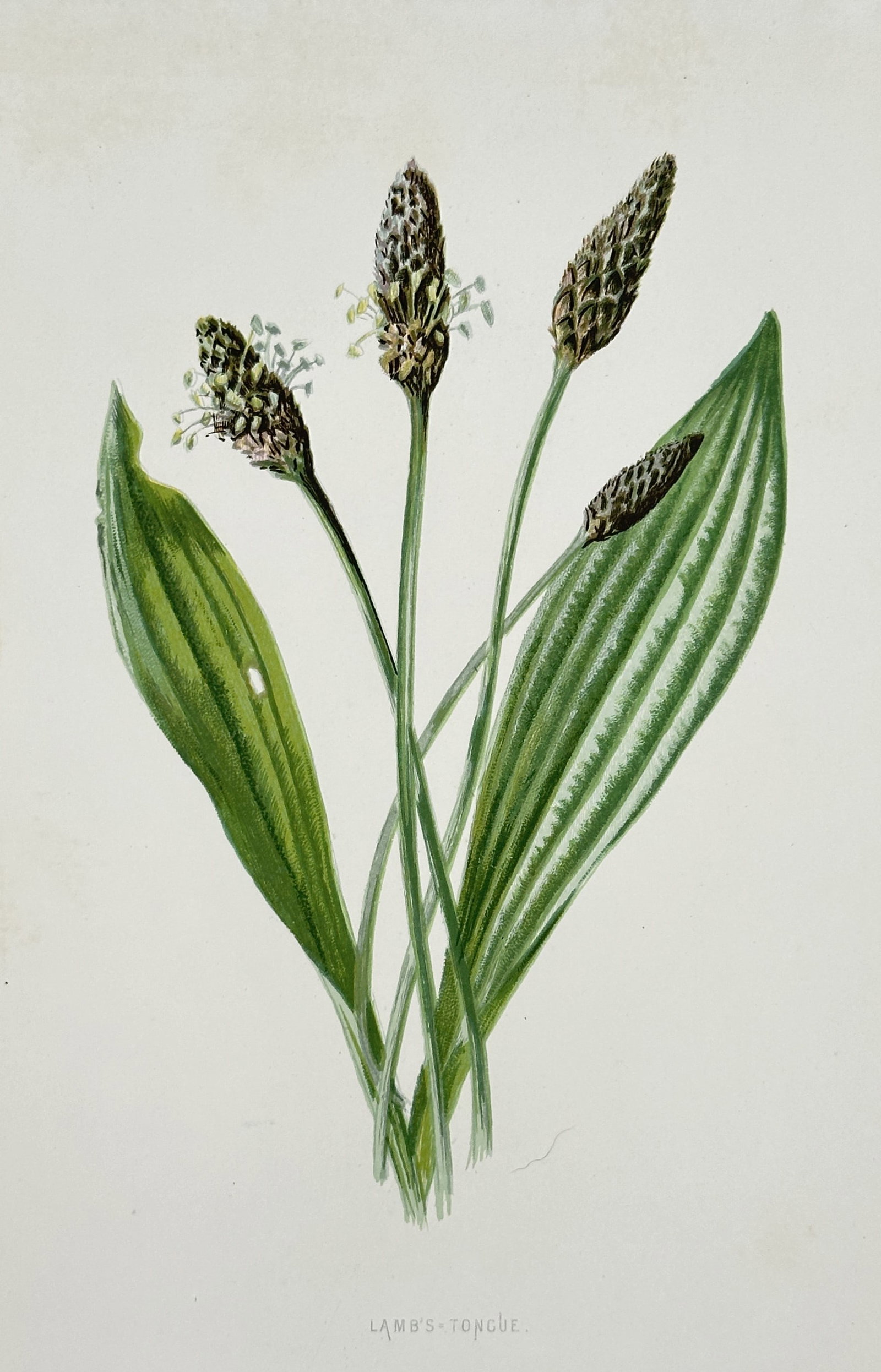 Frederick Edward Hulme (1841–1909) – Lamb's Tongue – Chromolithograph (1875–1900): "Lamb's Tongue." This nineteenth-century chromolithograph illustrates a specimen of Plantago lanceolata, also known as ribwort plantain, featuring its distinctive lance-shaped leaves with prominent pa