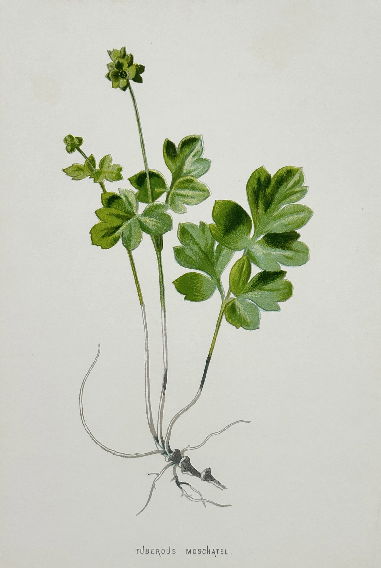 Frederick Edward Hulme (1841–1909) – Tuberous Moschatel – Chromolithograph (1875–1900): "Tuberous Moschatel." This nineteenth-century chromolithograph illustrates a specimen of Adoxa moschatellina, commonly known as Townhall Clock due to the arrangement of its small green flowers. It was