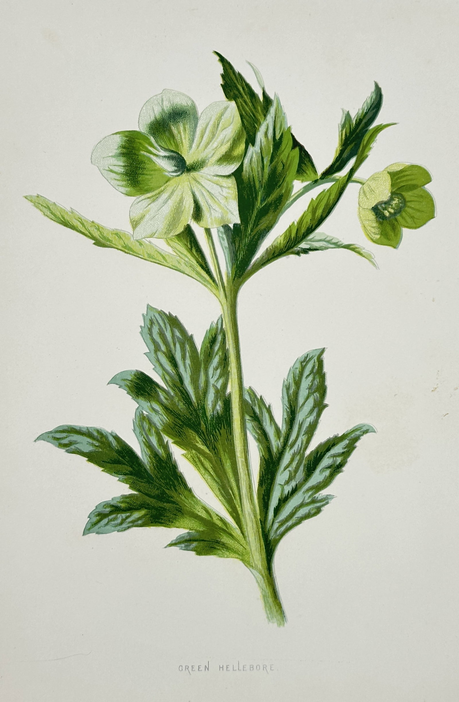Frederick Edward Hulme (1841–1909) – Green Hellebore – Chromolithograph (1875–1900): "Green Hellebore." This nineteenth-century chromolithograph illustrates a specimen of Helleborus viridis, featuring its pale green cup-shaped flowers and deeply divided, serrated foliage. It was publi