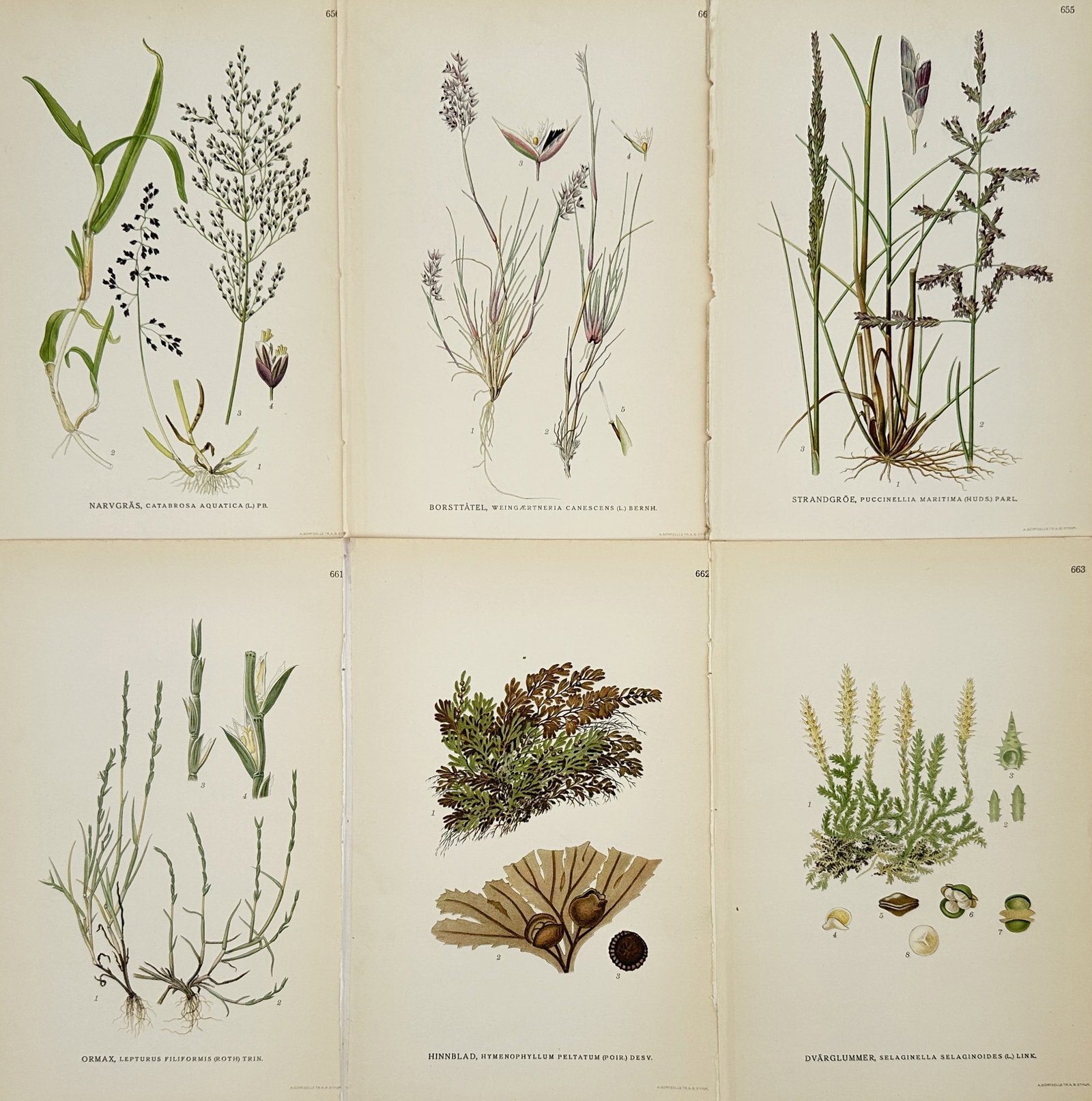Carl Axel Magnus Lindman – Set of 6: Nordic Grasses and Ferns – Chromolithograph (1901–1905): "Bilder ur Nordens Flora." This set of six early twentieth-century chromolithographs illustrates various botanical specimens native to the Nordic regions, featuring several species of grasses such as