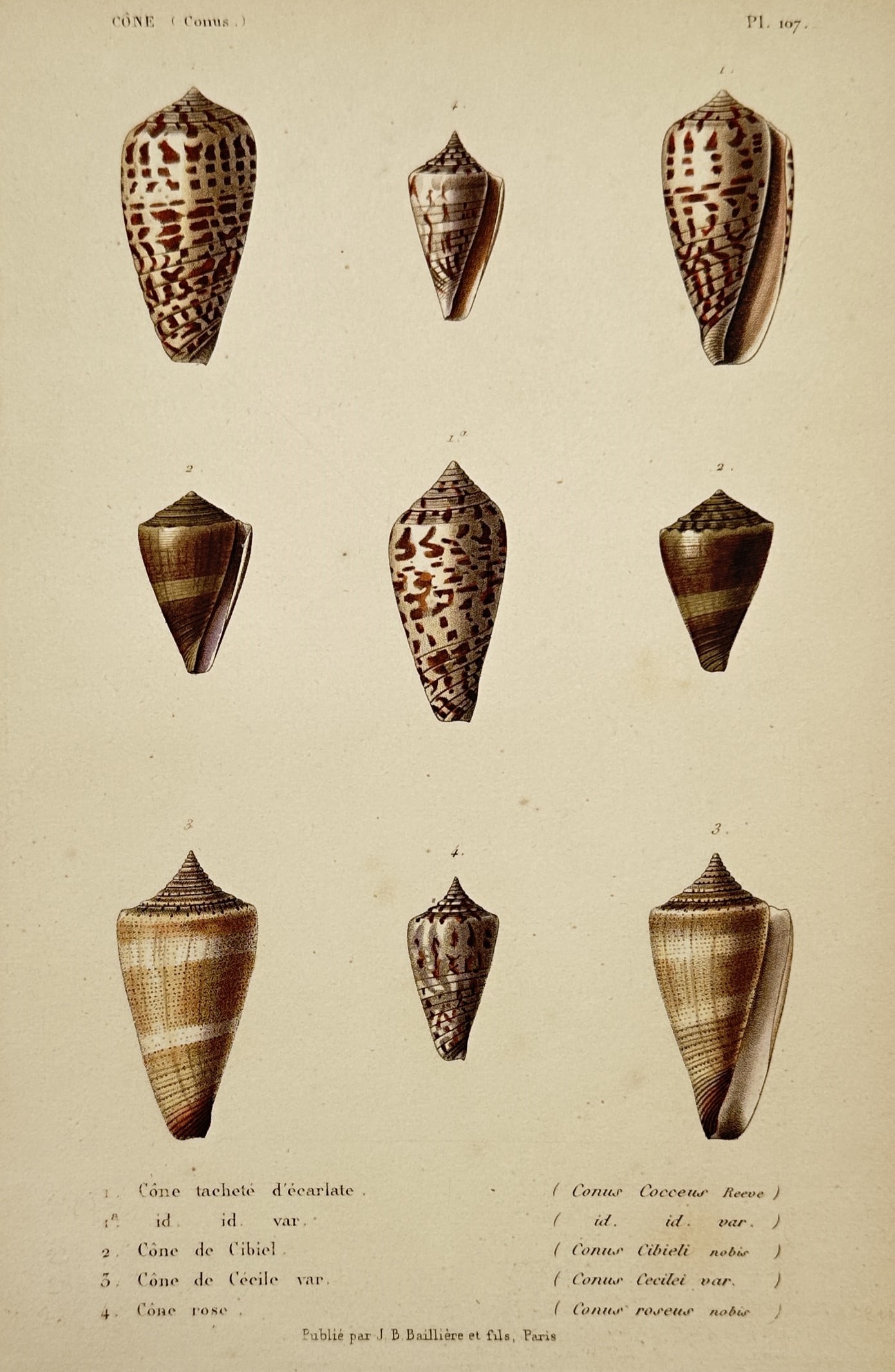 Jean-Baptiste Baillière – Conus Shell Specimens – Lithograph (1840–1860): "Cone (Conus)." This nineteenth-century lithograph illustrates nine distinct specimens of cone snails, featuring their characteristic obconic shapes and varied maculated patterns. It was published in