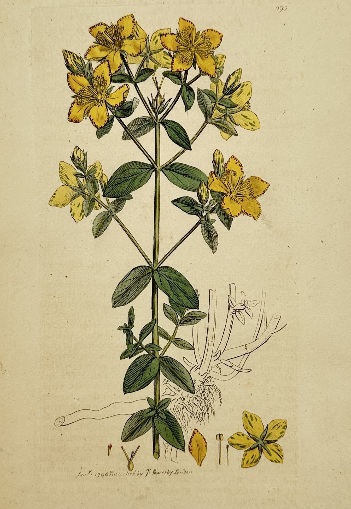 James Sowerby (1757–1822) – Common St. John's Wort – Hand-coloured engraving (1790–1814): "Hypericum perforatum." This late eighteenth-century hand-coloured copper engraving illustrates a specimen of Common St. John's Wort, featuring its bright yellow five-petaled flowers and characteristi