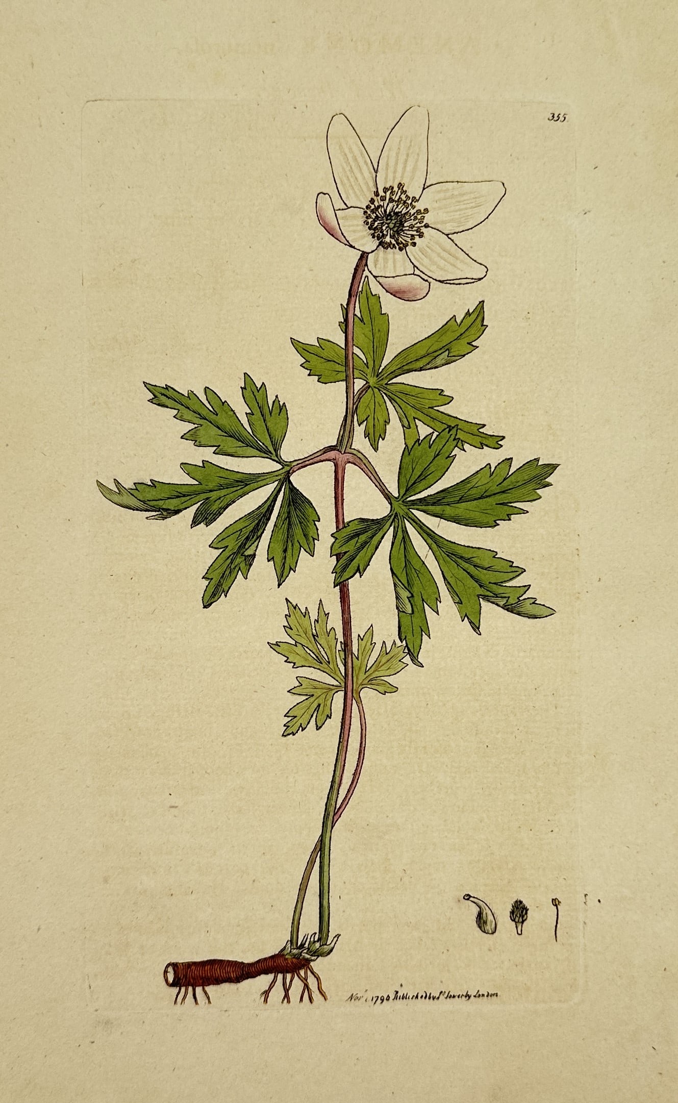 James Sowerby (1757–1822) – Wood Anemone – Hand-coloured engraving (1790–1814): "Anemone nemorosa." This late eighteenth-century hand-coloured copper engraving illustrates a specimen of Wood Anemone, featuring its solitary white flower with pink-tinged sepals and its characterist