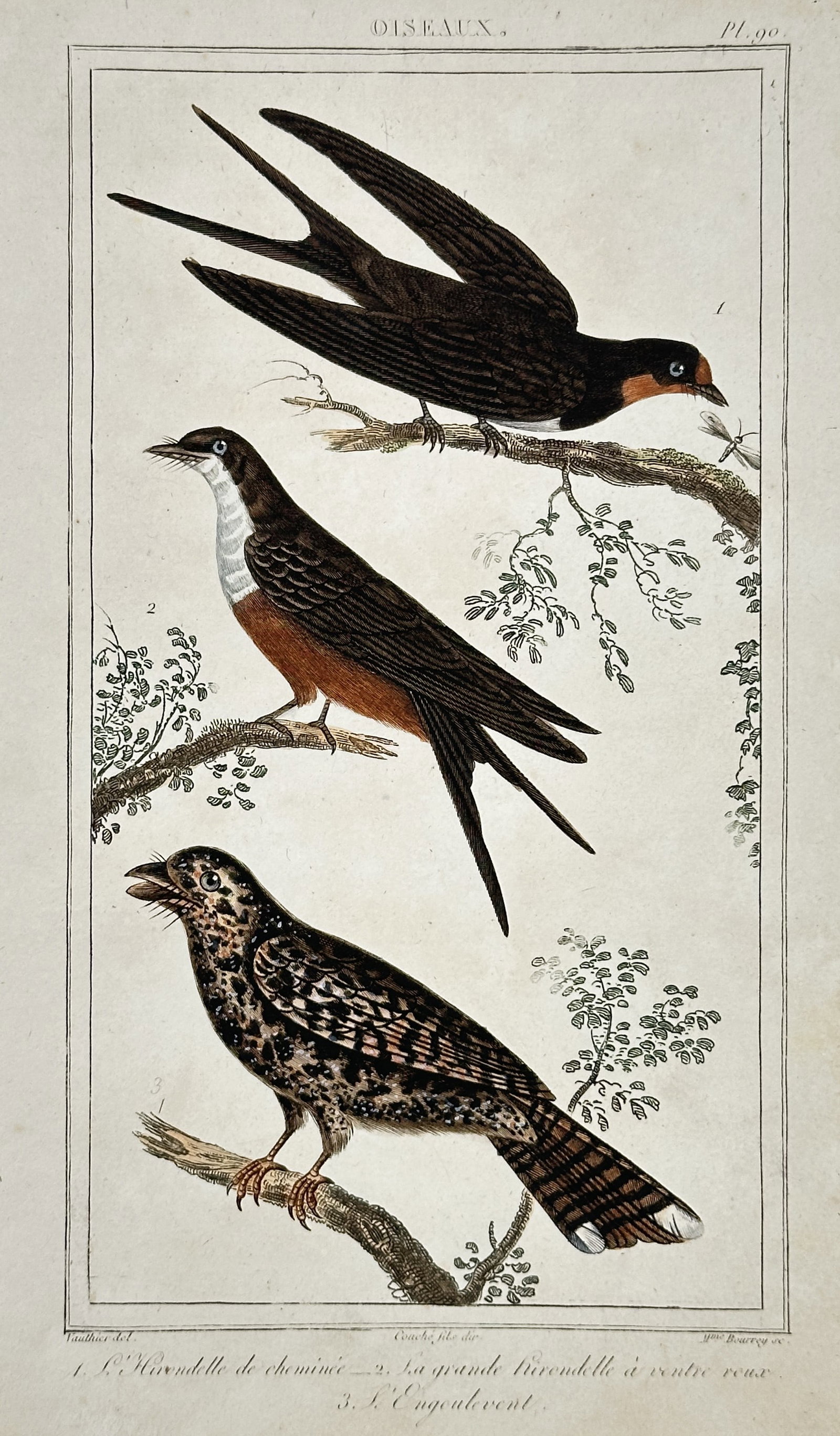 Antoine-Charles Vauthier – Study of Swallows and Nightjar – Hand-coloured engraving: "Oiseaux. 1. L'Hirondelle de cheminée — 2. La grande Hirondelle à ventre roux — 3. L'Engoulevent." This nineteenth-century hand-coloured copper engraving illustrates three species of nocturnal a