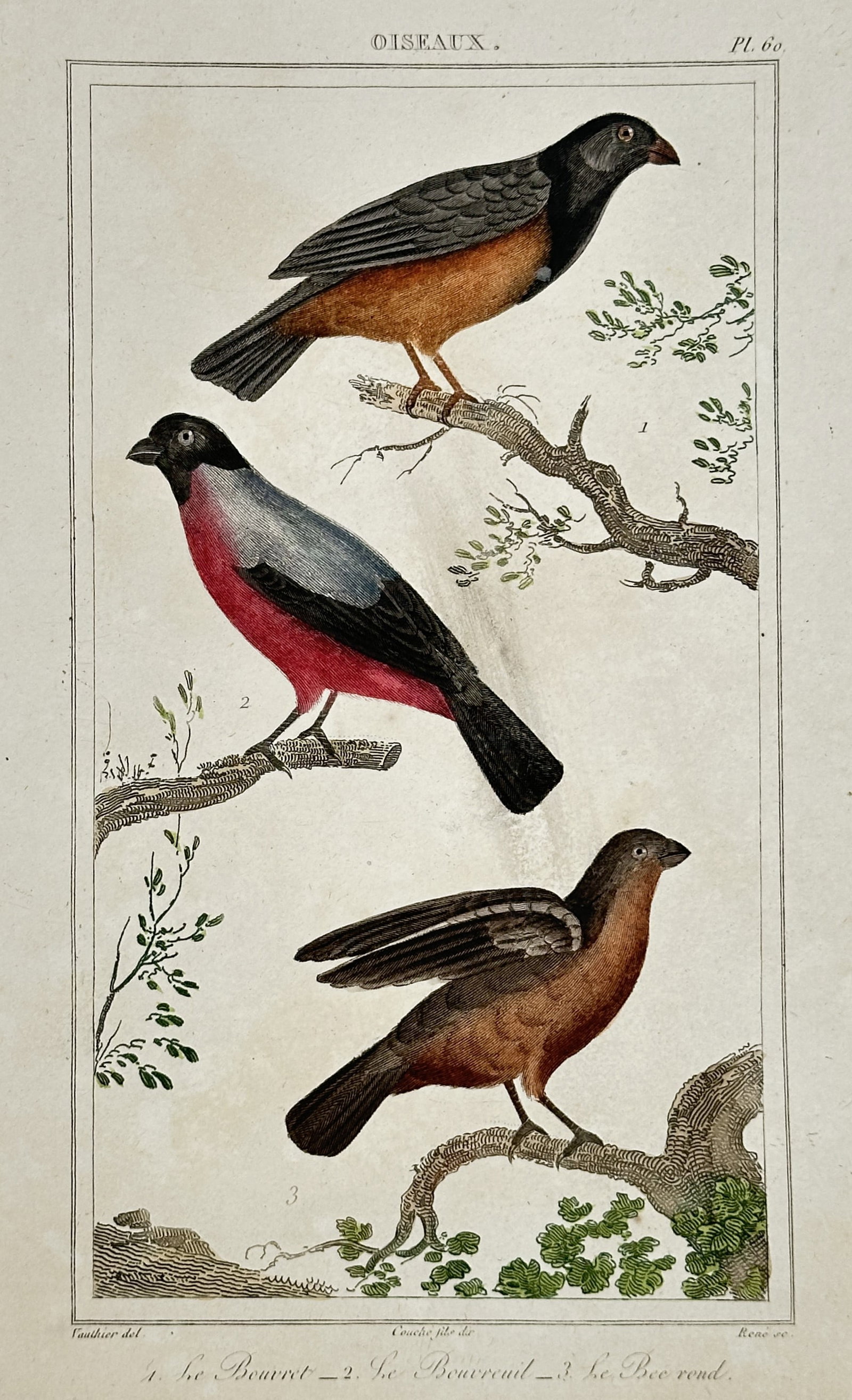 Antoine-Charles Vauthier – Study of Bullfinches and Seedeaters – Hand-coloured engraving: "Oiseaux. 1. Le Bouvret — 2. Le Bouvreuil — 3. Le Bec-rond." This nineteenth-century hand-coloured copper engraving illustrates three species of passerine birds: a Lesser Bullfinch, the Common Bul
