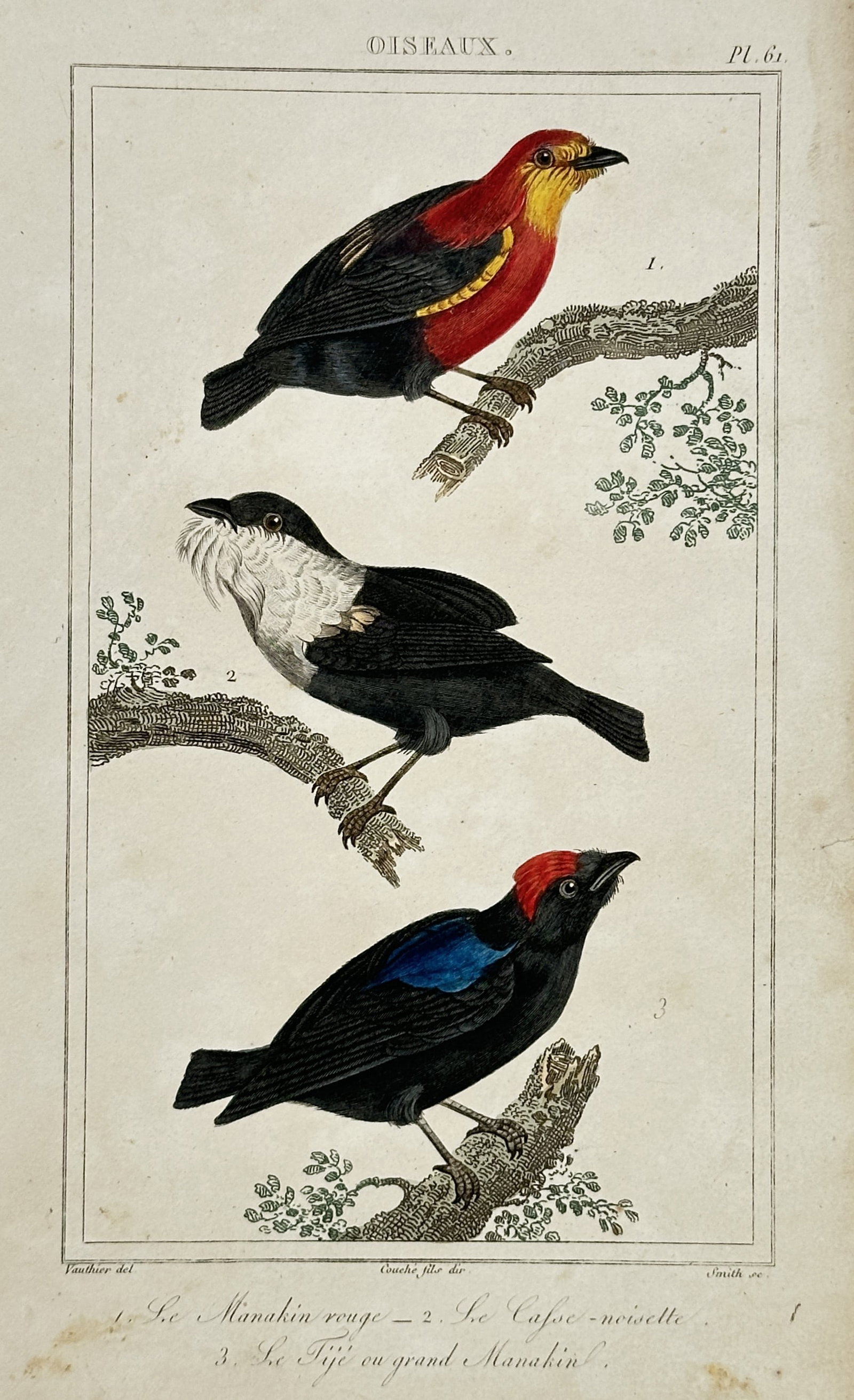 Antoine-Charles Vauthier – Study of Manakins and Neotropical Birds – Hand-coloured engraving: "Le Manakin rouge. Le Casse-noisette. Le Tijé ou grand Manakin." This nineteenth-century hand-coloured copper engraving illustrates three species of vibrant Neotropical birds: a Red-headed Manakin, a