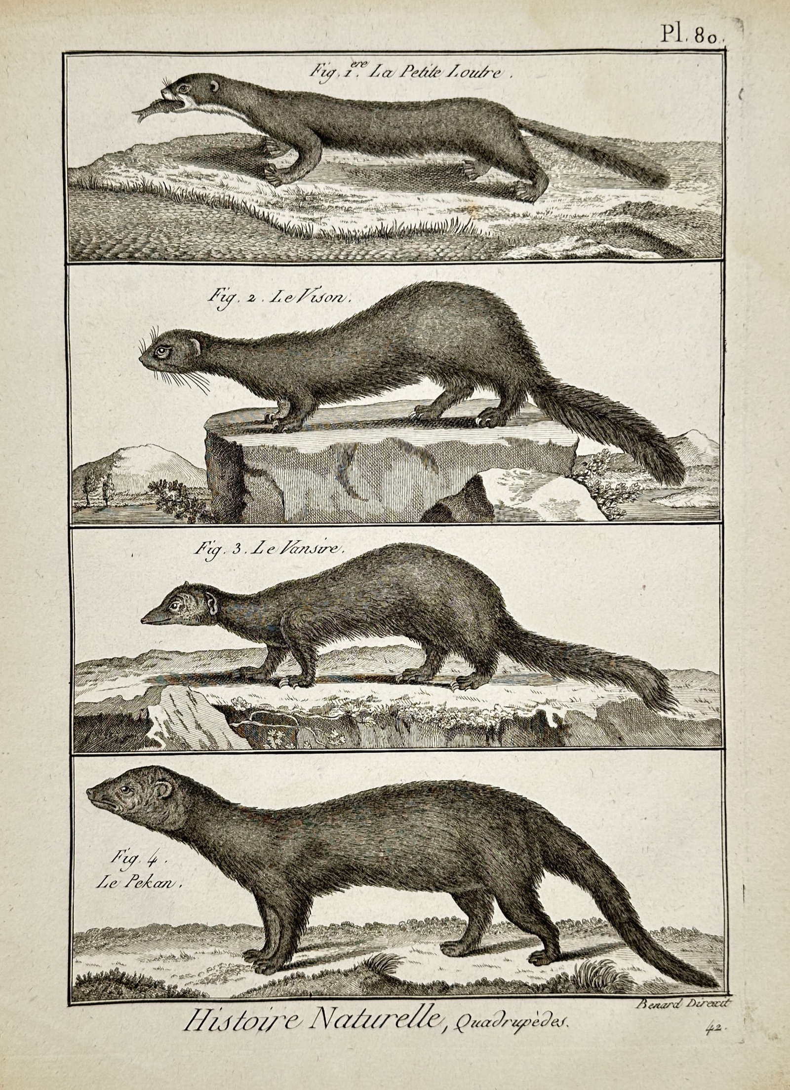 Robert Bénard (1734–1777) – Natural History Study of Small Mammals – Engraving (1768): "Histoire Naturelle, Quadrupèdes. La Petite Loutre, Le Vison, Le Vansire, Le Pekan." This eighteenth-century engraving illustrates four distinct species of mustelids and mongooses, featuring a small