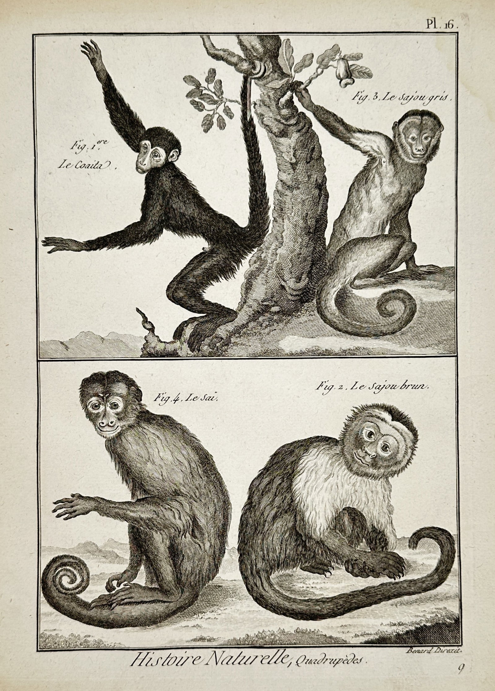 Robert Bénard (1734–1777) – Natural History Study of Primates – Engraving (1768): "Histoire Naturelle, Quadrupèdes. Le Coaita, Le Sajou brun, Le Sajou gris, Le Saï." This eighteenth-century engraving illustrates four species of New World monkeys, featuring a spider monkey (Coaita