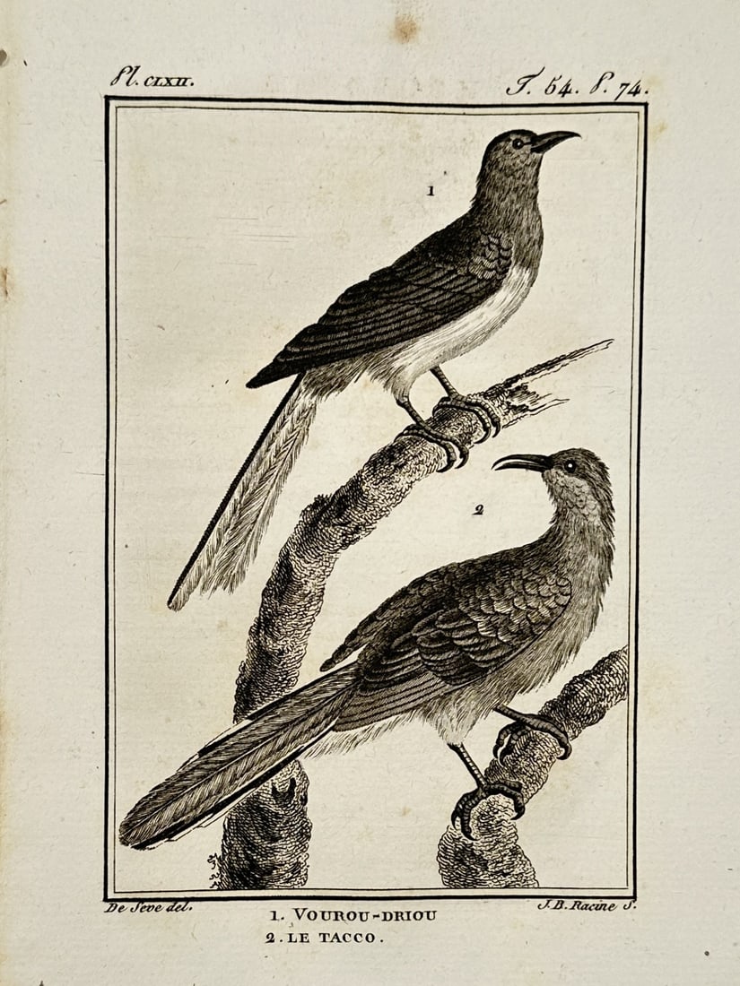Jacques de Sève (Active 1742–1788) – Study of the Vourou-Driou and Tacco – Engraving: "1. L'Vourou-Driou. 2. Le Tacco." This eighteenth-century engraving illustrates two avian species, featuring a specimen of the Vourou-Driou and a Tacco perched on a moss-covered branch. It was publish