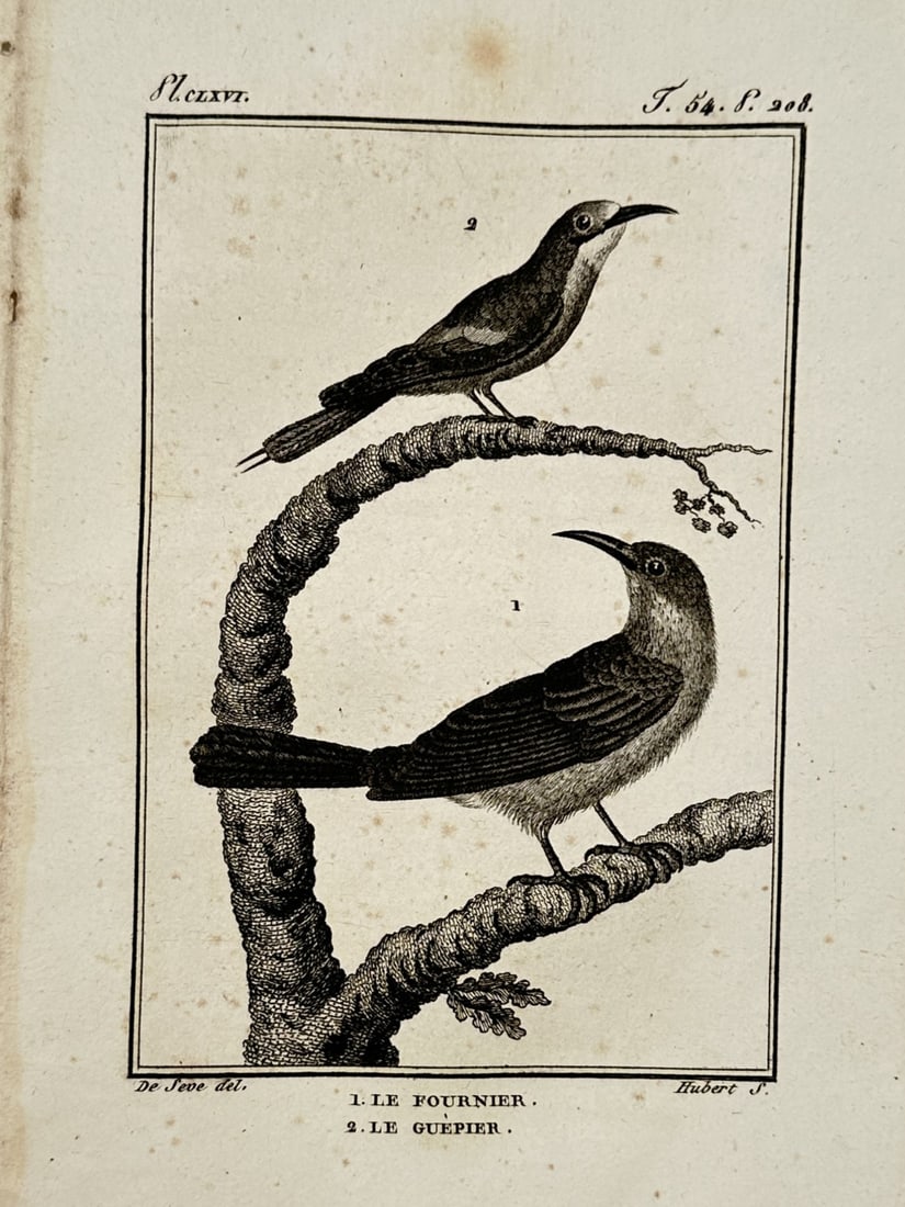 Jacques de Sève (Active 1742–1788) – Study of the Ovenbird and the Bee-eater – Engraving: "1. Le Fournier. 2. Le Guêpier." This eighteenth-century engraving illustrates two avian species, featuring a specimen of the Ovenbird (Furnarius) and a Bee-eater perched on a curved branch. It was p