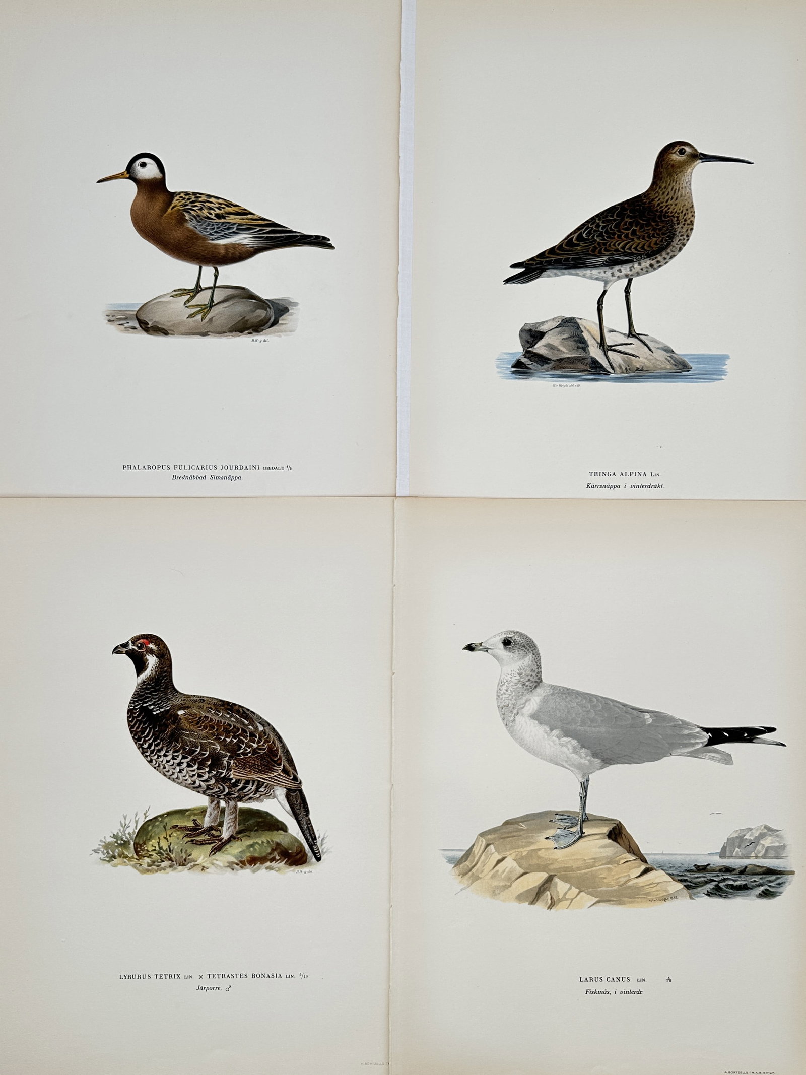 Magnus von Wright (1805–1867) – Set of 4: Ornithological Studies of Nordic Birds – Lithograph: "Phalaropus fulicarius jourdaini. Tringa alpina. Lyrurus tetrix x Tetrastes bonasia. Larus canus." This set of four early twentieth-century lithographs illustrates various Nordic bird species, includi