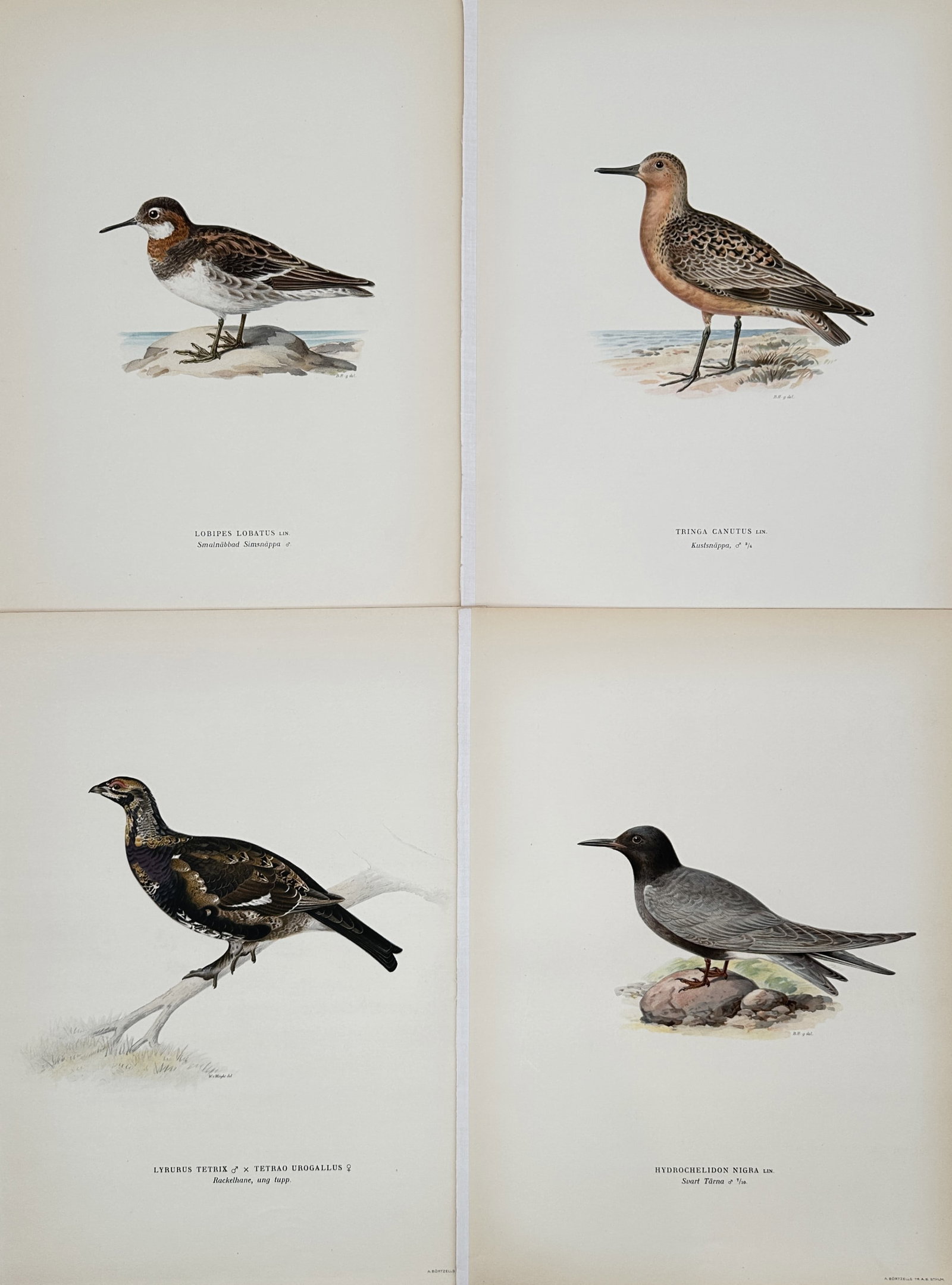 Magnus von Wright (1805–1867) – Set of 4: Ornithological Studies of Nordic Birds – Lithograph: "Lobipes lobatus. Tringa canutus. Lyrurus tetrix x Tetrao urogallus. Hydrochelidon nigra." This set of four early twentieth-century lithographs illustrates various Nordic bird species, including the R