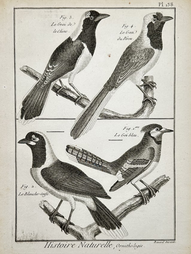 Robert Benard (1734-1785) – Study of Jays – Engraving (18th Century): "Histoire Naturelle, Ornithologie" illustrates the Chinese jay, the Peruvian jay, the white-tufted jay, and the blue jay perched on branches. This work is from the Histoire Naturelle, Ornithologie ser
