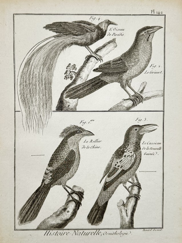 Robert Benard (1734-1785) – Study of Paradise Birds and Cassicans – Engraving (18th Century): Histoire Naturelle, Ornithologie illustrates the bird of paradise, the griart, the roller of China, and the cassican of New Guinea perched on tree branches. This work is from the Histoire Naturelle, O