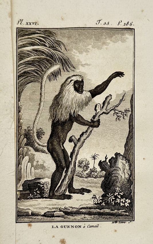 Georges-Louis Leclerc, Comte de Buffon – Portrait of a Monkey – Engraving (18th Century): "La Guenon à Camail" depicts a monkey standing and holding a branch within a landscape. The engraving originates from a natural history publication produced in Paris during the eighteenth century. Ge