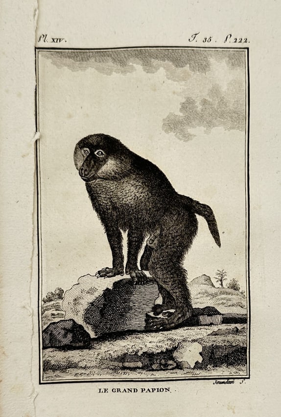 Georges-Louis Leclerc, Comte de Buffon – Portrait of a Baboon – Engraving (18th Century): Le Grand Papion depicts a baboon standing upon a rock in a landscape setting. This engraving originates from a natural history publication produced in Paris during the eighteenth century. Georges-Loui