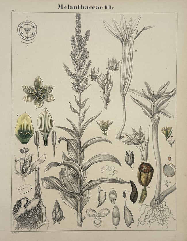 Adalbert Schnizlein – Botanical Study of Melanthaceae – Hand-coloured lithograph: "Melanthaceae R. Br." presents a comprehensive botanical analysis of plant species within the bunchflower family. The composition features detailed illustrations of various growth stages, including th