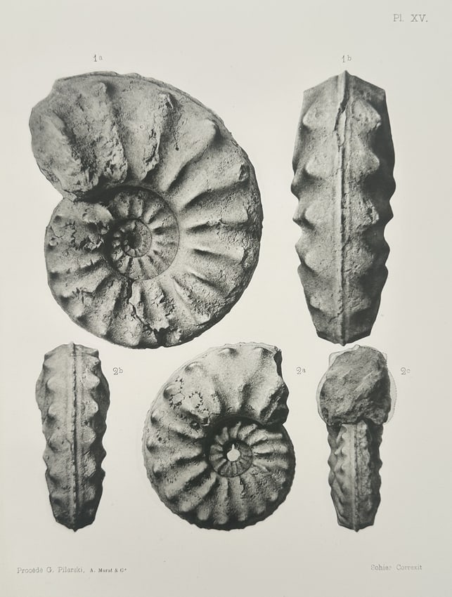 Albert de Grossouvre (1849–1932) – Paleontological Study of Acanthoceras Ammonites: "Ammonite specimens" illustrates a detailed paleontological study of prehistoric cephalopod fossils from the Upper Cretaceous period. The composition features two distinct ammonite specimens displayed