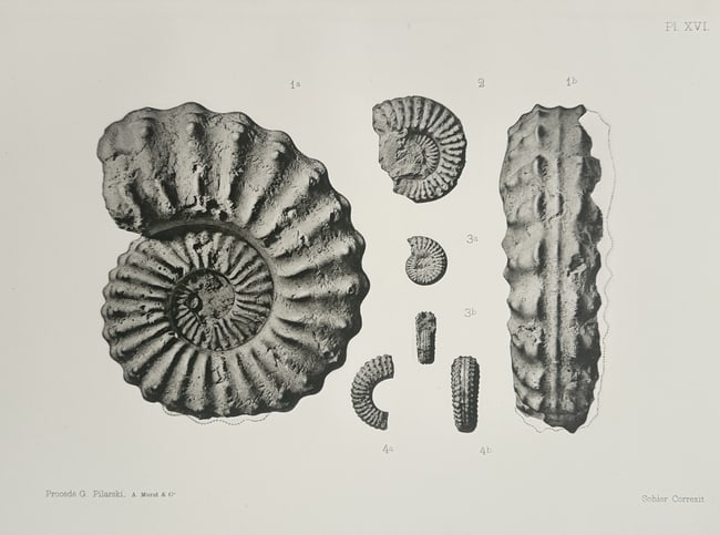 Albert de Grossouvre (1849–1932) – Paleontological Study of Ammonite Specimens: "Ammonite specimens" illustrates a comprehensive paleontological study of prehistoric cephalopod fossils. The first plate features a single, large ammonite shell characterized by its tight spiral form