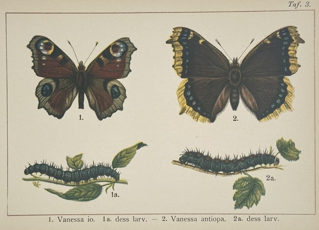Gottfrid Adlerz (1858–1918) – Peacock and Mourning Cloak Butterflies: "Vanessa io. 1a. dess larv. – 2. Vanessa antiopa. 2a. dess larv." presents a detailed entomological study of two distinct butterfly species and their respective larval stages. The left side features