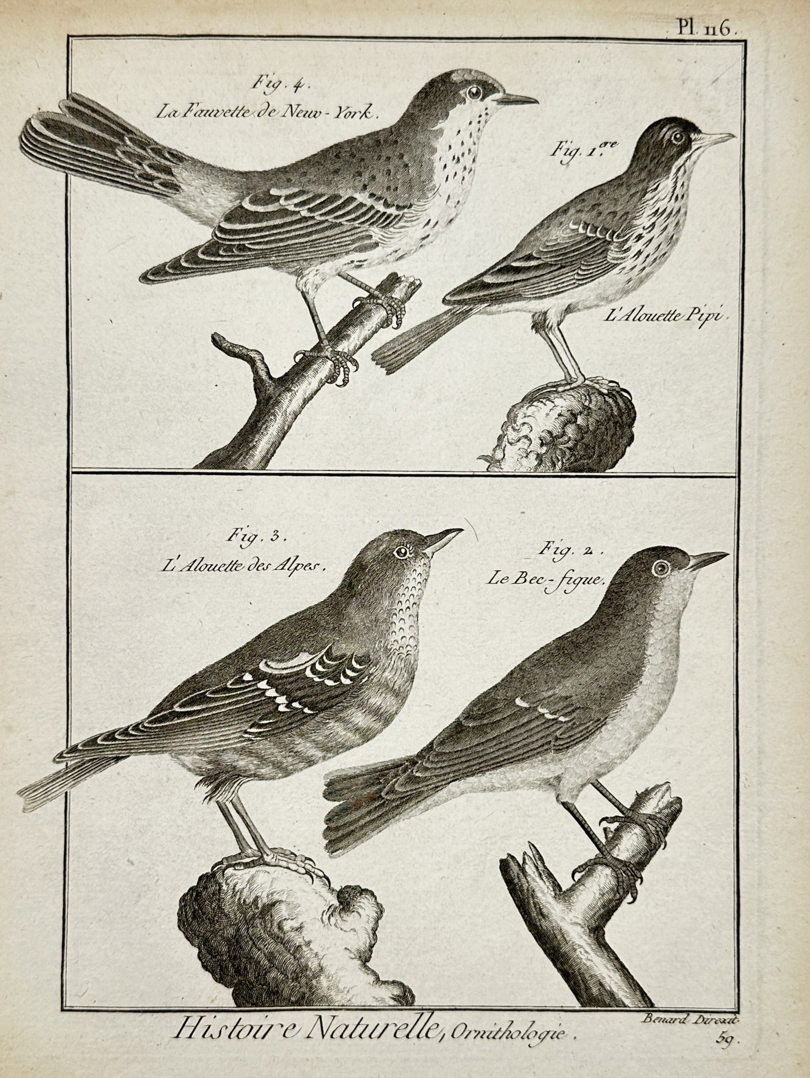 Robert Benard – View of Ornithological Study: Warblers and Larks – Engraving (1765): "Histoire Naturelle, Ornithologie. L'Alouette Pipi. Le Bec-figue. L'Alouette des Alpes. La Fauvette de New-York." is an engraving featuring a scientific study of four small songbirds, illustrating the