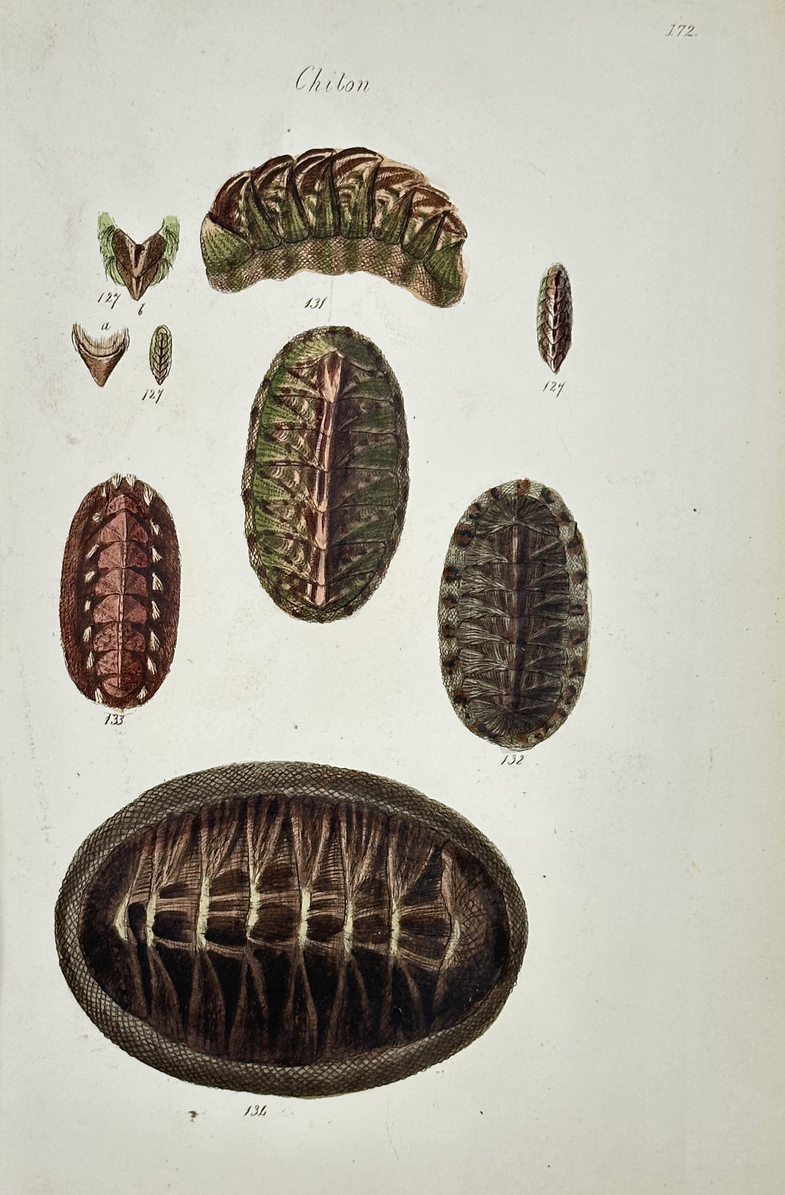 George Brettingham Sowerby Jr. – View of Malacological Study: Chiton Species and Dissected Plates: "Chiton." is a hand-coloured engraving featuring a scientific study of polyplacophoran mollusks, illustrating four dorsal views, one lateral profile, and several isolated shell plates that detail the