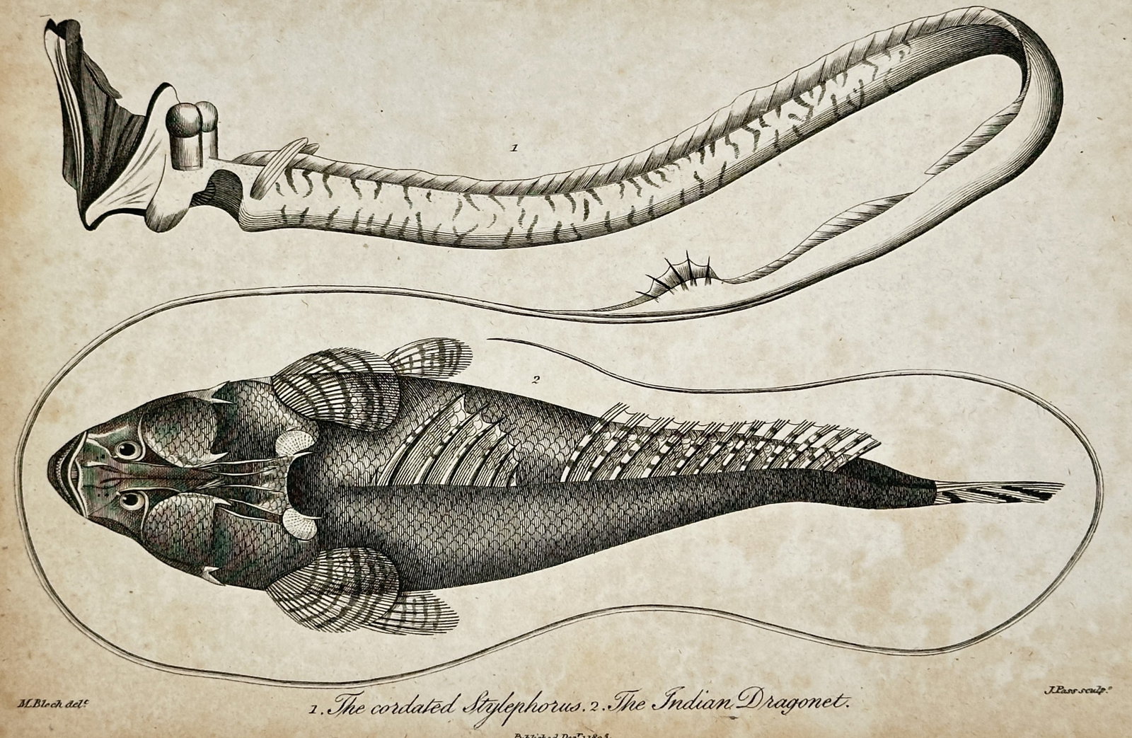 John Wilkes – View of Ichthyological Study: Stylephorus and Indian Dragonet – Engraving (1803): "1. The cordated Stylephorus. 2. The Indian Dragonet." is an engraving featuring a scientific study of two remarkable fish species, illustrating the extraordinarily elongated, ribbon-like body and tel