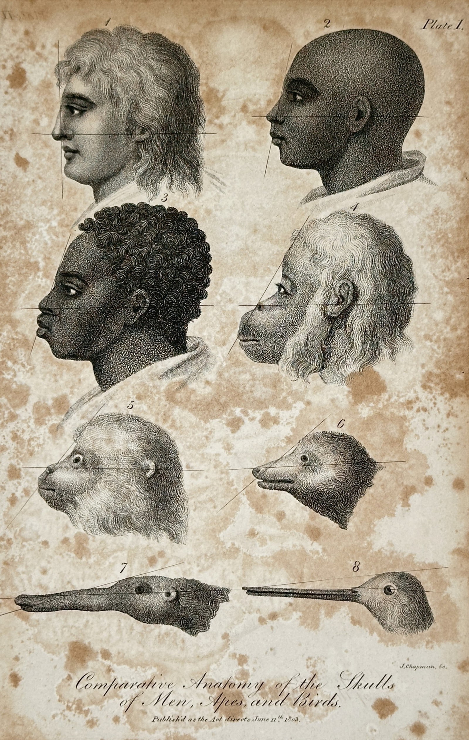 John Wilkes – View of Comparative Anatomy: Skulls of Men, Apes, and Birds – Engraving (1803): "Comparative Anatomy of the Skulls of Men, Apes, and Birds." is an engraving featuring a study in physiognomy and comparative morphology, illustrating eight profiles that transition from human heads t