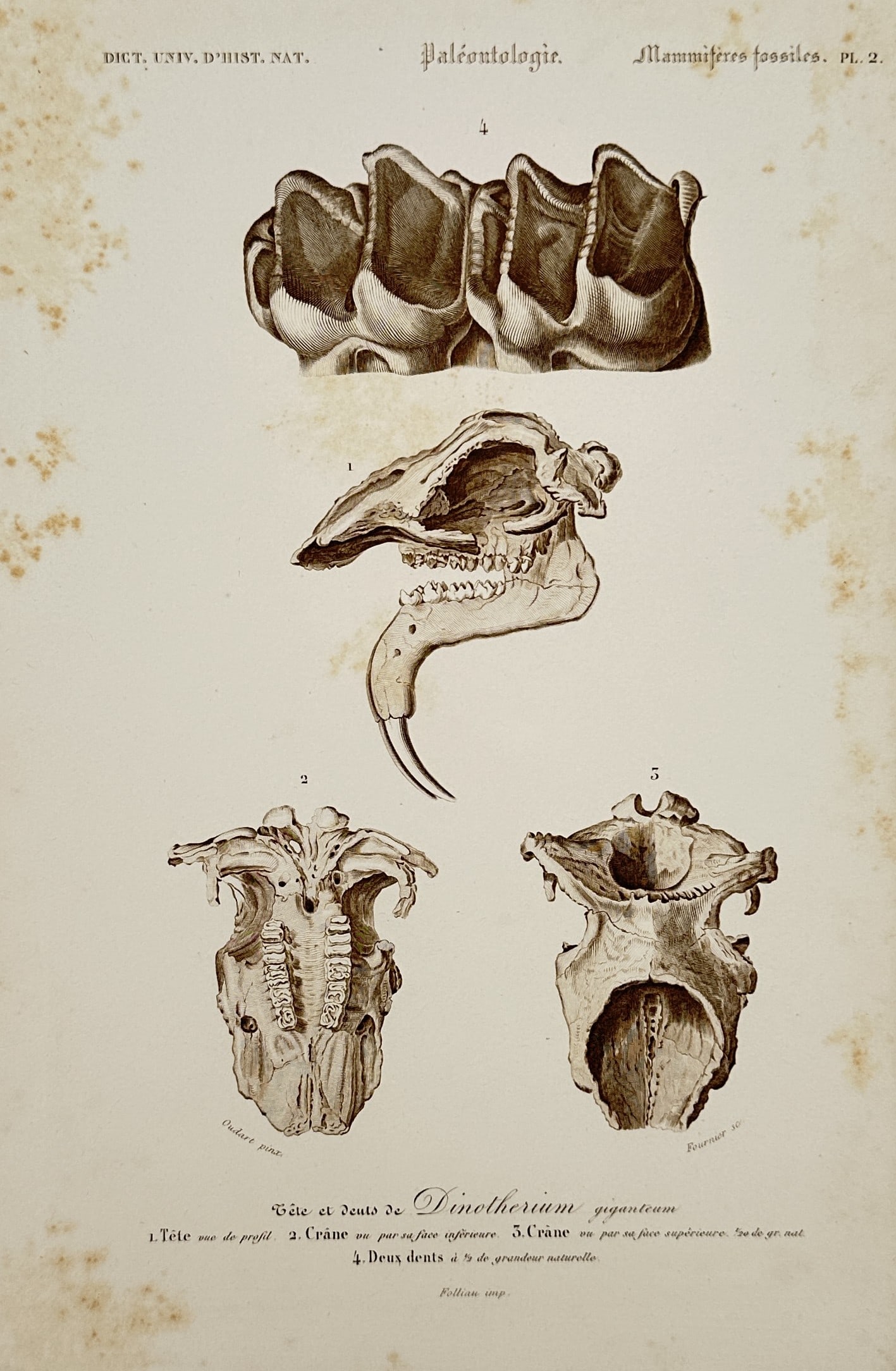 Charles Henry Dessalines d'Orbigny – View of Paleontological Study: Skull and Teeth of Dinotherium: "Paléontologie. Mammifères fossiles. Pl. 2. Tête et dents du Dinotherium giganteum." is an engraving featuring a scientific study of the prehistoric proboscidean Deinotherium, illustrating the dist