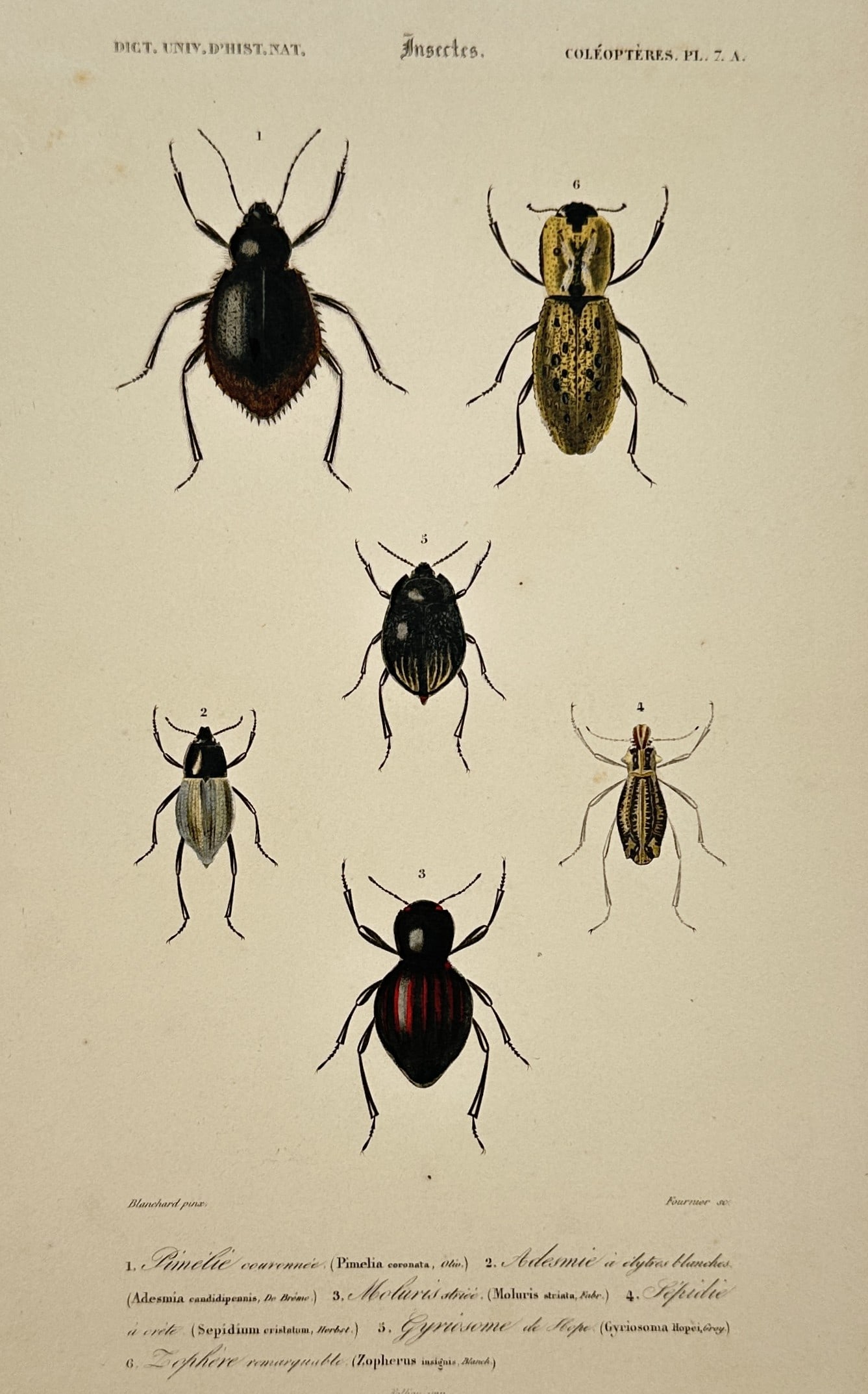 Charles Henry Dessalines d'Orbigny – View of Study: Various Coleopterous Insects: "Insectes. Coléoptères. Pl. 7. A." is a hand-coloured engraving featuring a scientific study of six beetle specimens from the order Coleoptera, illustrating species such as the Pimelia, Adesmia, and