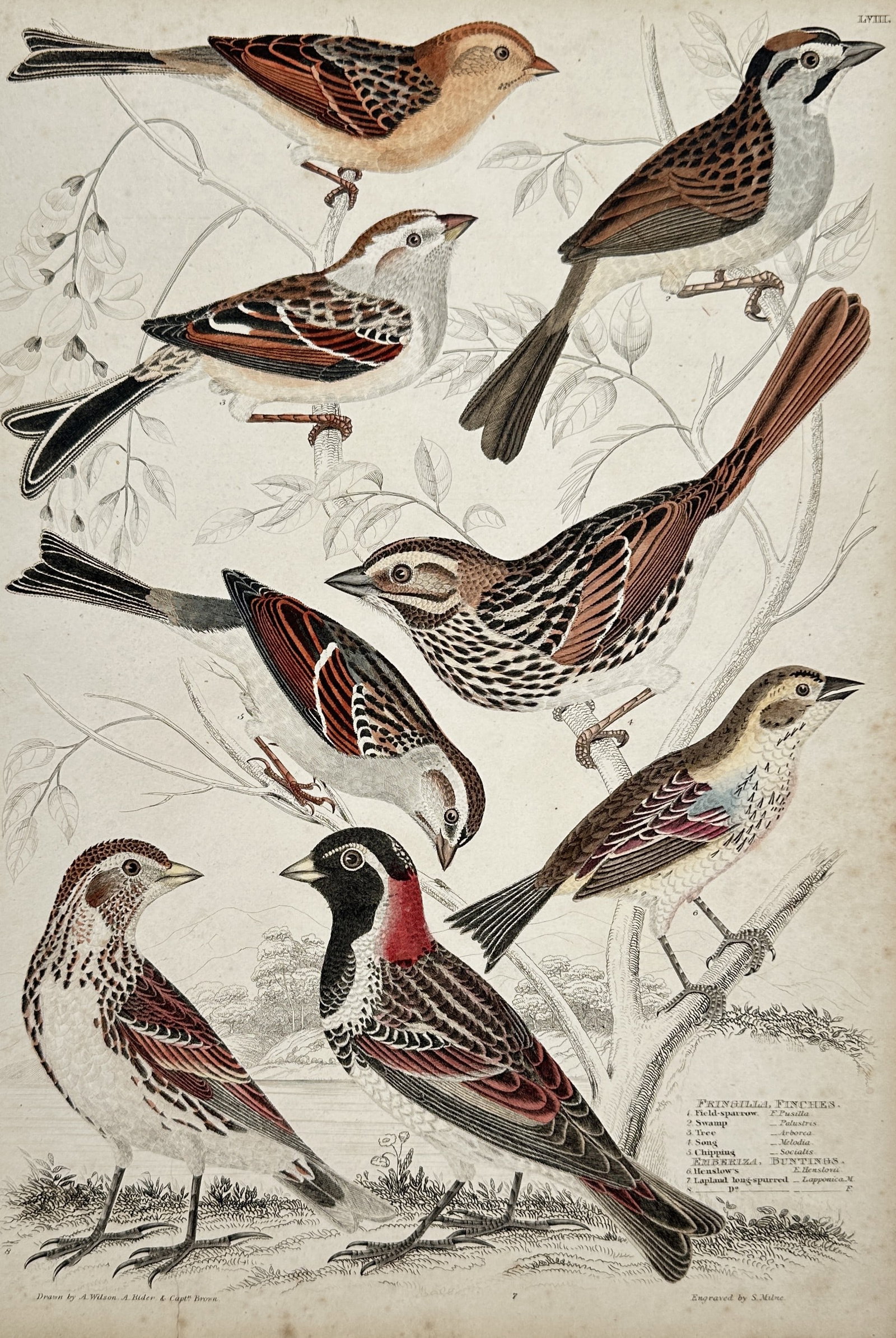 Captain Thomas Brown – View of Ornithological Study: Finches and Buntings: "Fringilla. Finches. Emberiza. Buntings." is a hand-coloured engraving featuring a scientific study of eight distinct passerine birds, illustrating various species including the Tree Sparrow, Swamp Sp
