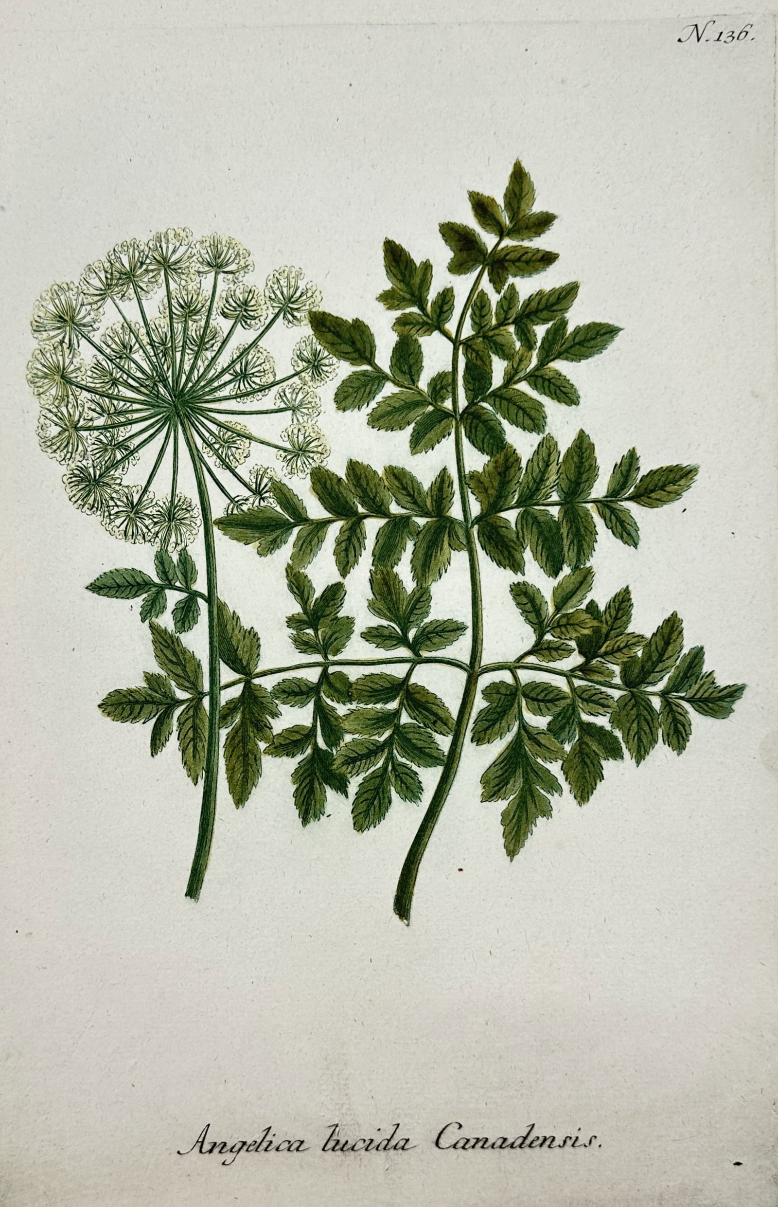 Johann Wilhelm Weinmann – View of Botanical Study: Angelica lucida Canadensis: "Angelica lucida Canadensis." is a hand-coloured mezzotint engraving featuring a scientific botanical study of a North American angelica species, illustrating the large, compound pinnate leaves and th