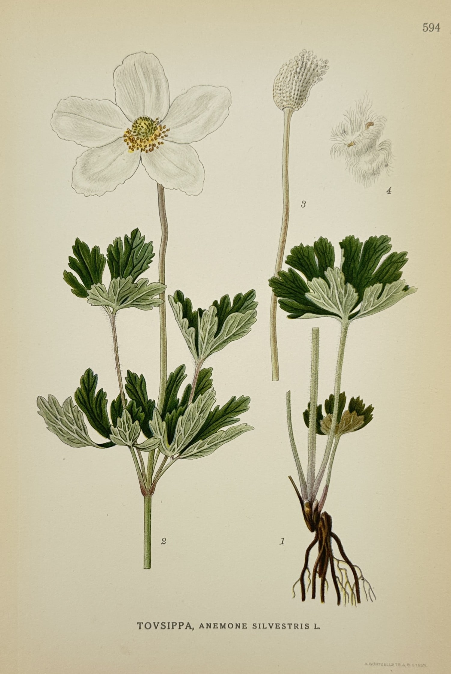 Carl Lindman (1856–1928) – Snowdrop Anemone – Lithograph (1926): "Tovsippa, Anemone silvestris L." This botanical lithograph illustrates the Snowdrop Anemone and was published in Stockholm as part of the work Bilder ur Nordens Flora. Carl Lindman was a Swedish bota