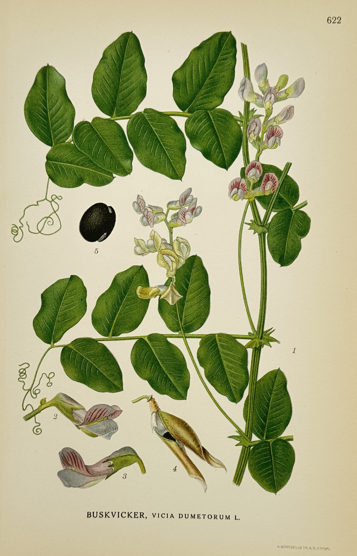 Carl Lindman (1856–1928) – Wood Vetch – Lithograph (1926): "Buskvicker, Vicia dumetorum L." This botanical lithograph illustrates the Wood Vetch and was published in Stockholm as part of the work Bilder ur Nordens Flora. Carl Lindman was a Swedish botanist an