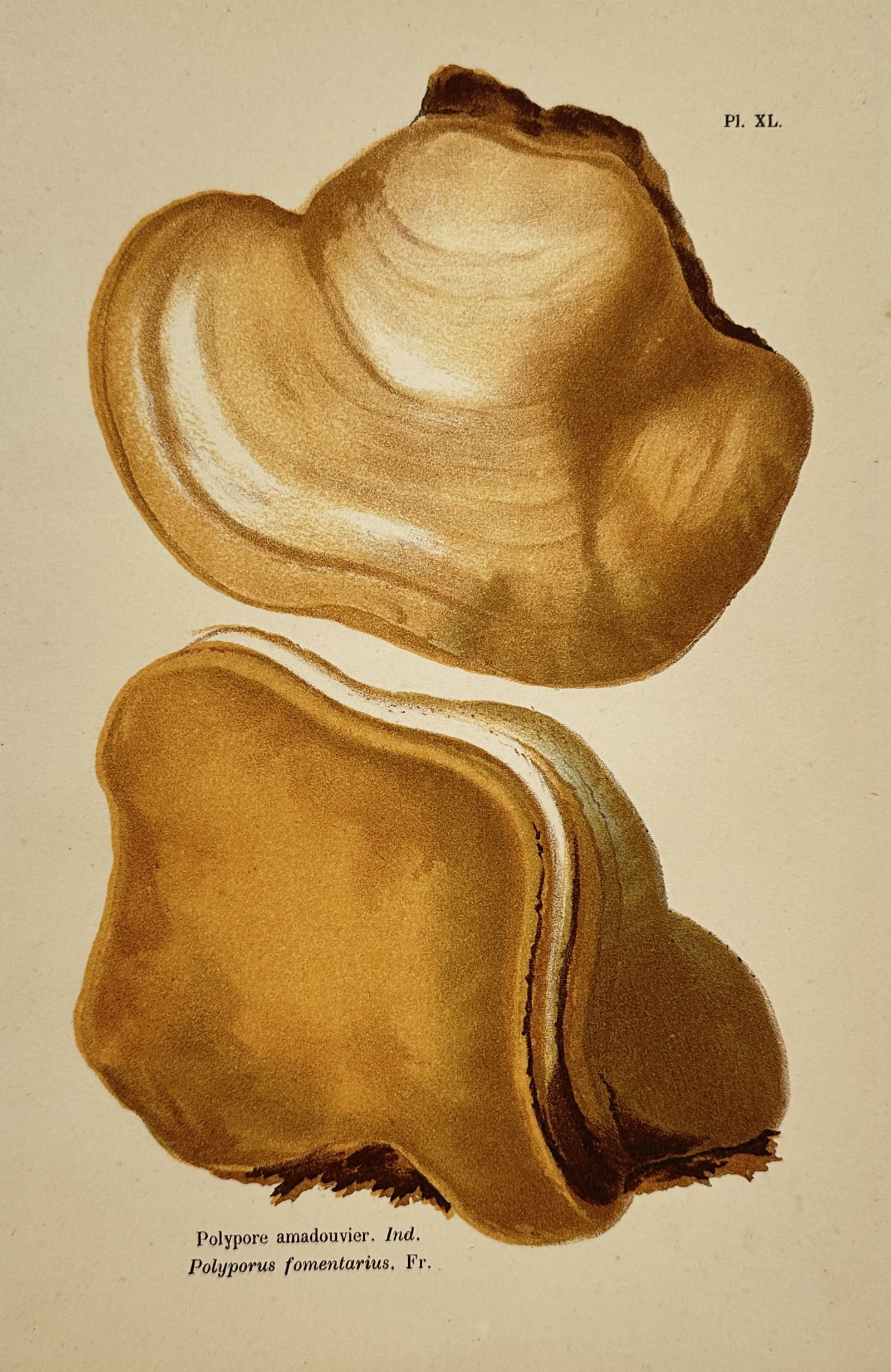 Aimée-Eugénie Delville-Cordier – Tinder Fungus – Hand-coloured lithograph (1876): "Polypore amadouvier; Polyporus fomentarius, Fr." This botanical lithograph illustrates the Tinder Fungus (Hoof Fungus) and was published in Paris as part of the work Atlas des champignons (also known