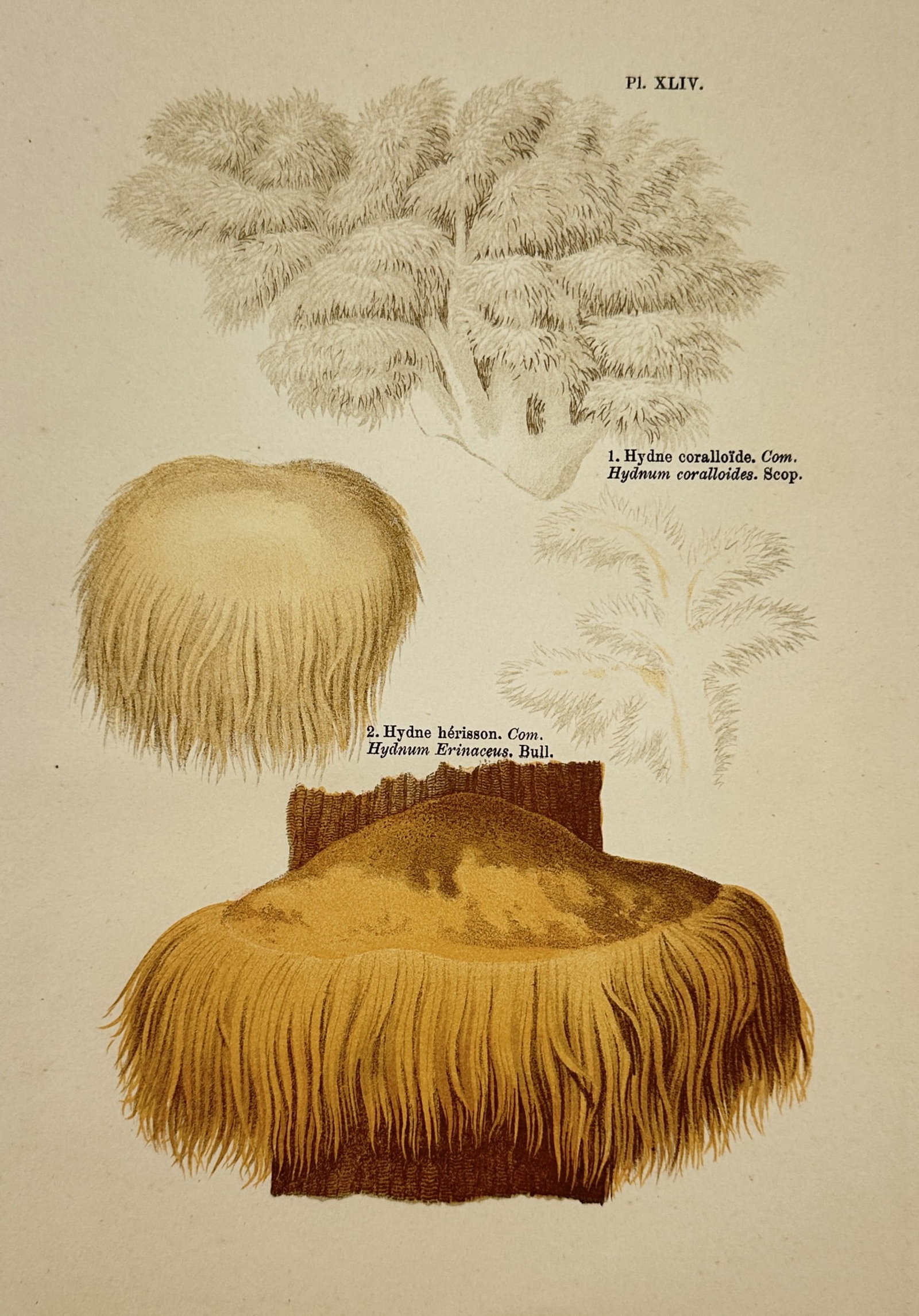 Aimée-Eugénie Delville-Cordier – Coral and Lion's Mane Mushrooms – Hand-coloured lithograph: "1. Hydne coralloïde; Hydnum coralloides, Scop. 2. Hydne hérisson; Hydnum erinaceus, Bull." This botanical lithograph illustrates the Coral Tooth mushroom and the Lion's Mane mushroom. It was publis