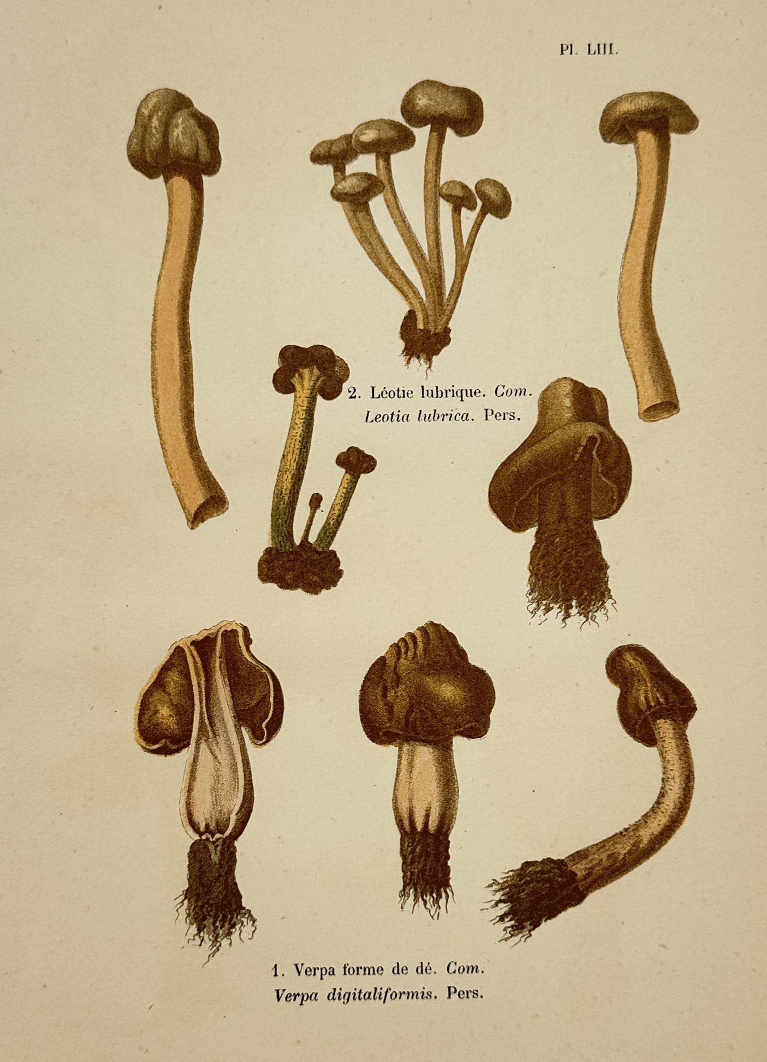Aimée-Eugénie Delville-Cordier – Thimble Morel and Jelly Babies – Hand-coloured lithograph: "1. Verpa forme de dé; Verpa digitaliformis, Pers. 2. Léotie lubrique; Leotia lubrica, Pers." This botanical lithograph illustrates the Thimble Morel and the Jelly Baby mushroom. It was published in