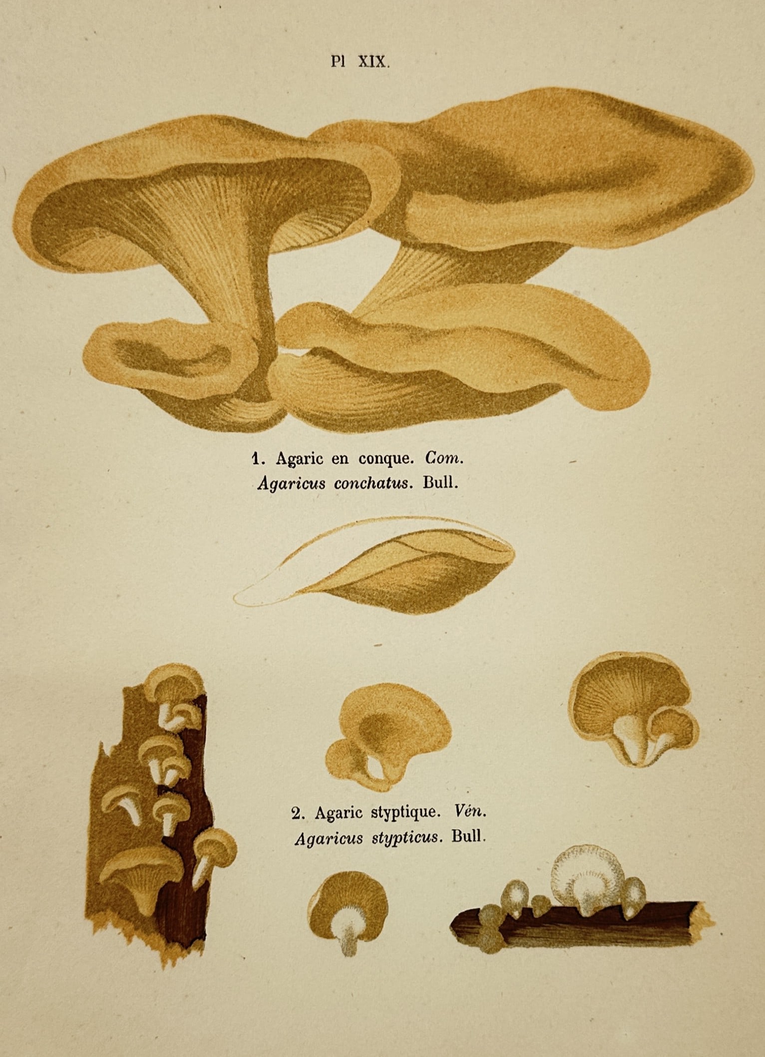 Aimée-Eugénie Delville-Cordier – Lilac Oyster and Bitter Oyster – Hand-coloured lithograph: "1. Agaric en conque; Agaricus conchatus, Bull. 2. Agaric styptique; Agaricus stypticus, Bull." This botanical lithograph illustrates the Lilac Oyster mushroom (Panus conchatus) and the Bitter Oyster