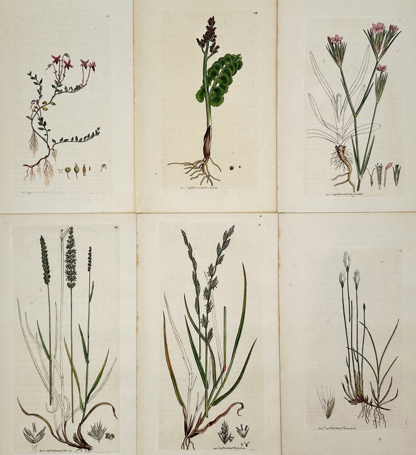 James Sowerby (1757–1822) – Set of 6: British Flora and Grasses – Hand-coloured copper: "English Botany." This set of six late eighteenth-century hand-coloured copper engravings illustrates various British botanical specimens, including flowering herbs such as pinks and orchids, alongsid