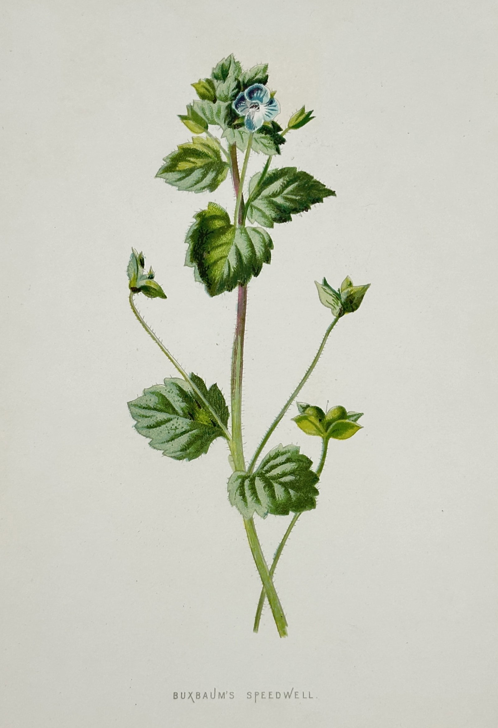 Frederick Edward Hulme (1841–1909) – Buxbaum's Speedwell – Chromolithograph (1875–1900): "Buxbaum's Speedwell." This nineteenth-century chromolithograph illustrates a specimen of Veronica persica, featuring its small blue flower and characteristic notched, heart-shaped leaves. It was publ